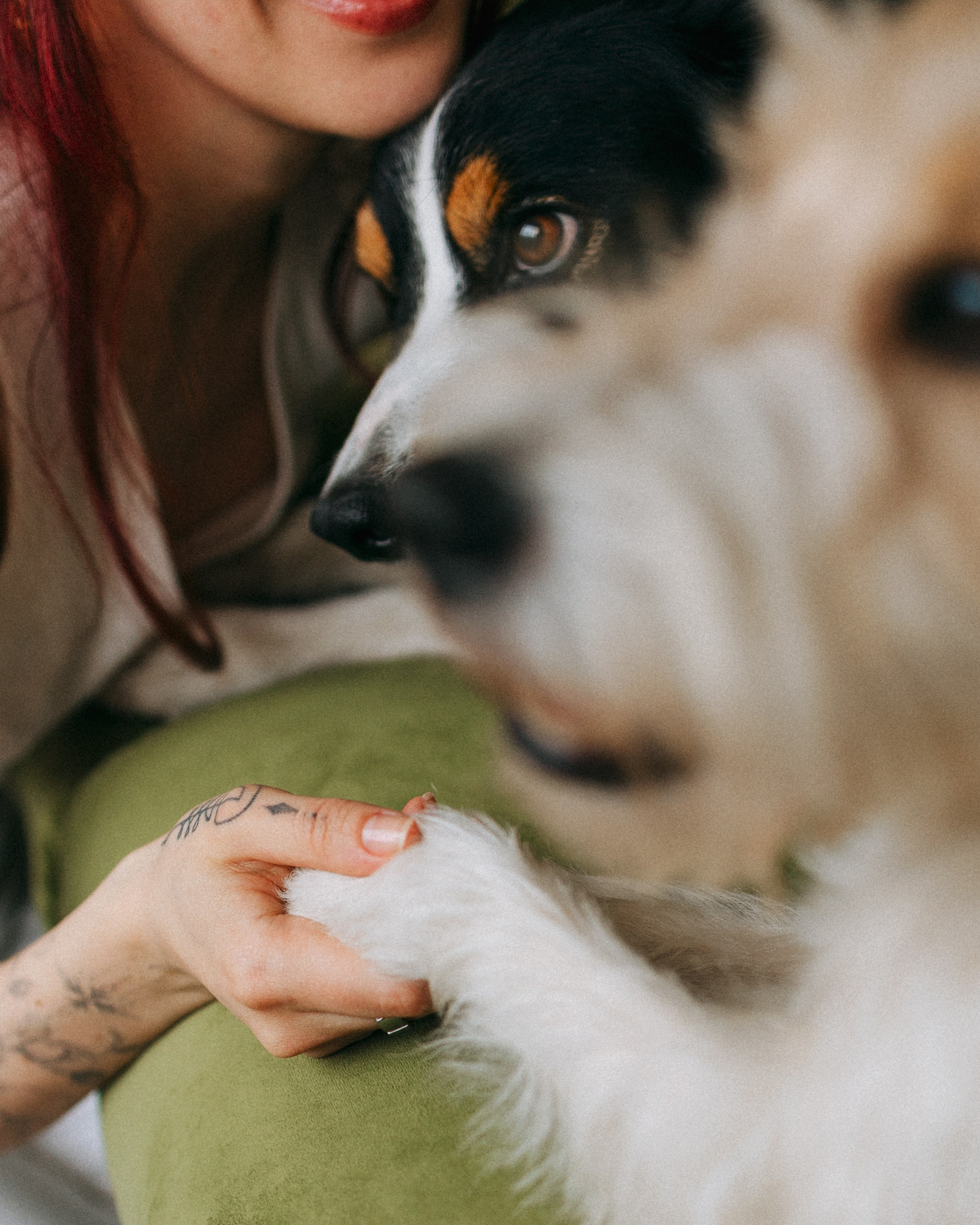 Цунами, Теон и Женя. Фотограф анималист Анастасия Пикей