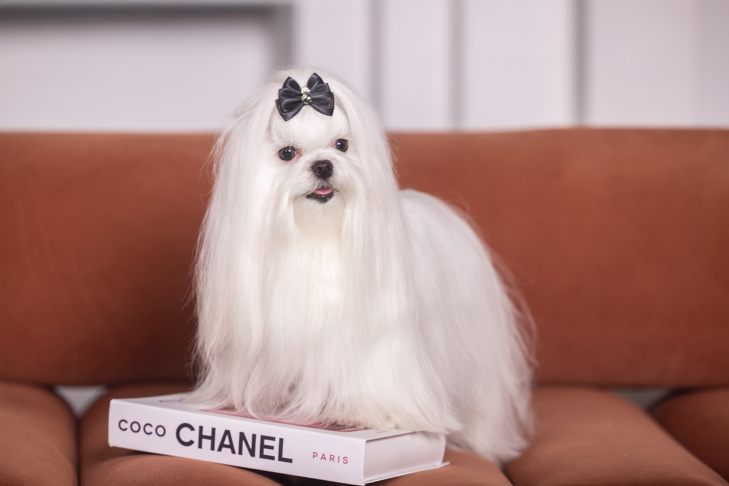 Фотограф Алена Звездина