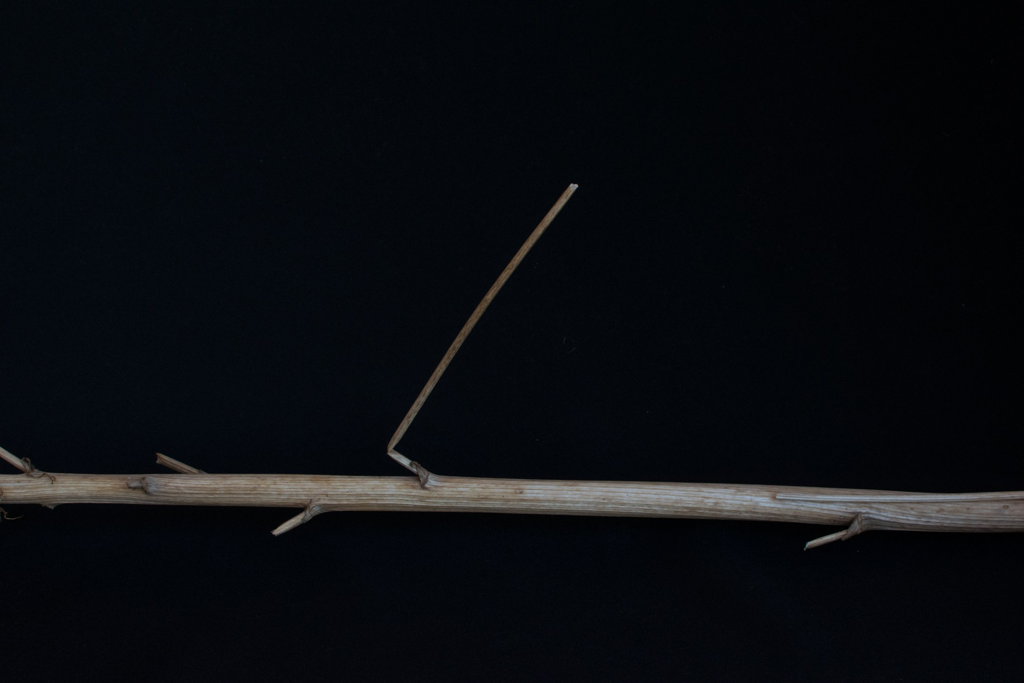 Кураисты. Междисциплинарная художница Катерина Березина