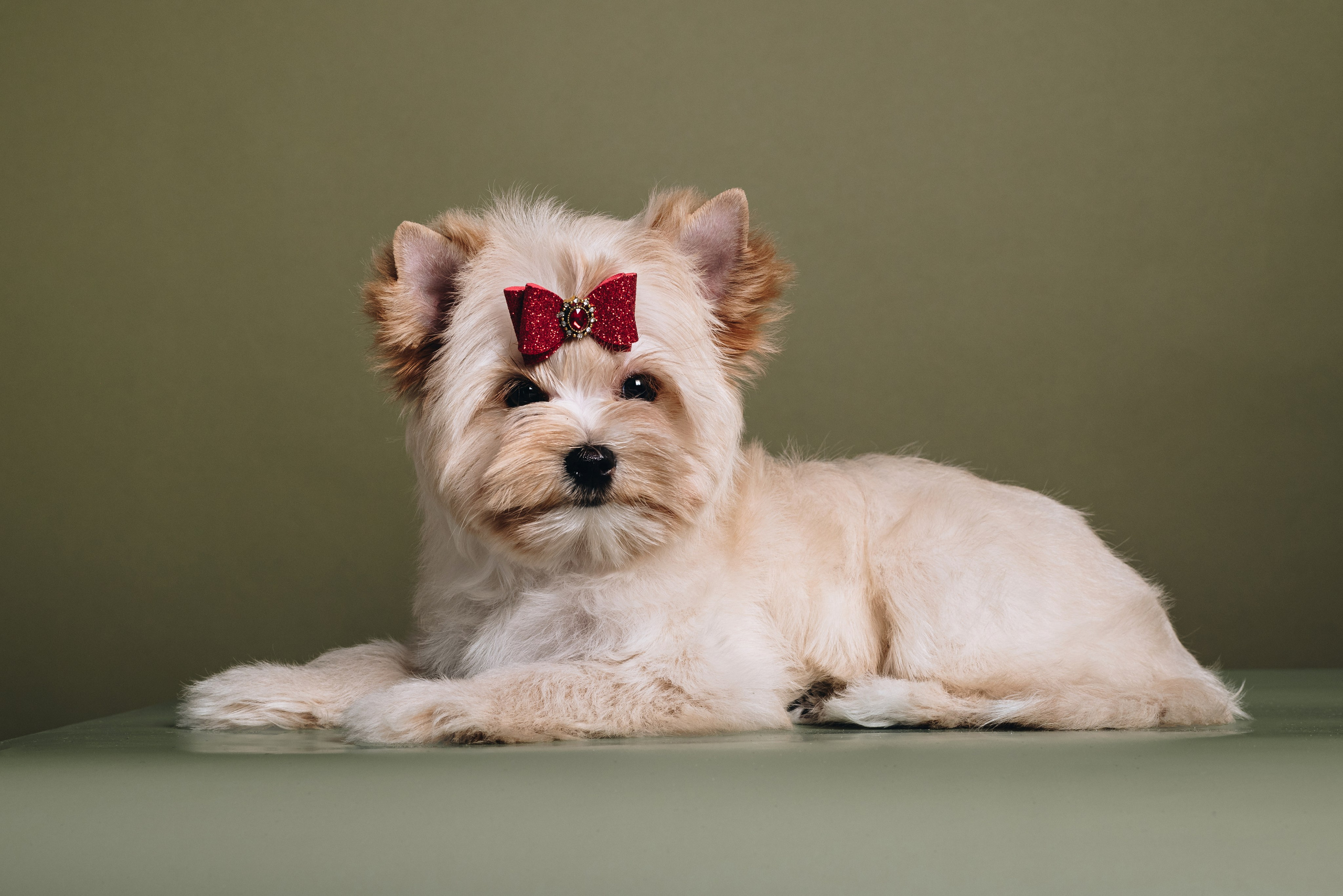 Russian Salon Dog. Natalia Finch Photography — Family, Kids & Pet Photographer in Chicago, IL