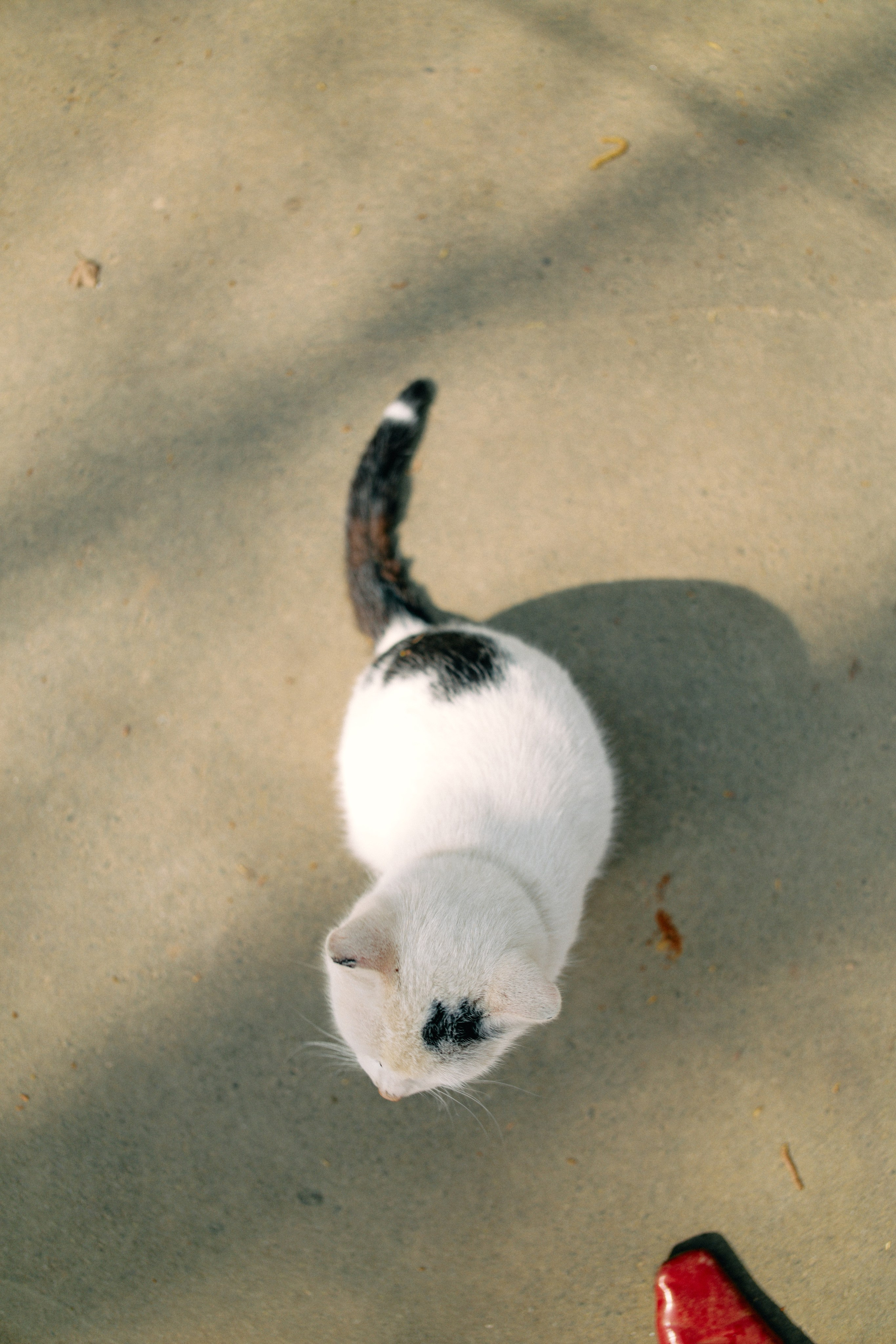 Бутик-отель Поле летом. Профессиональный Фотограф во Владимире, в Москве и в Суздале — Полина Романычева