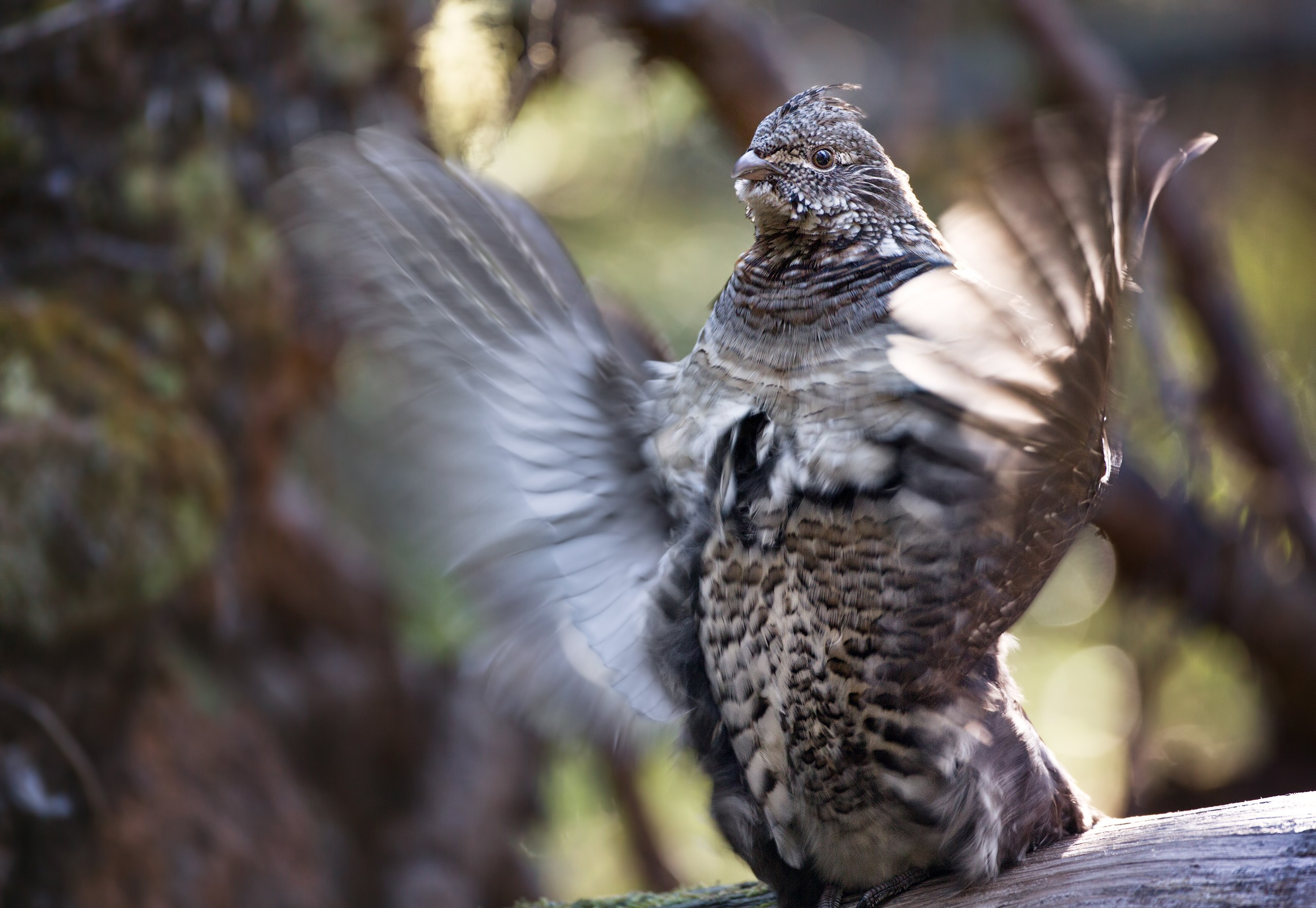 Канада. Фотограф Владимир Медведев
