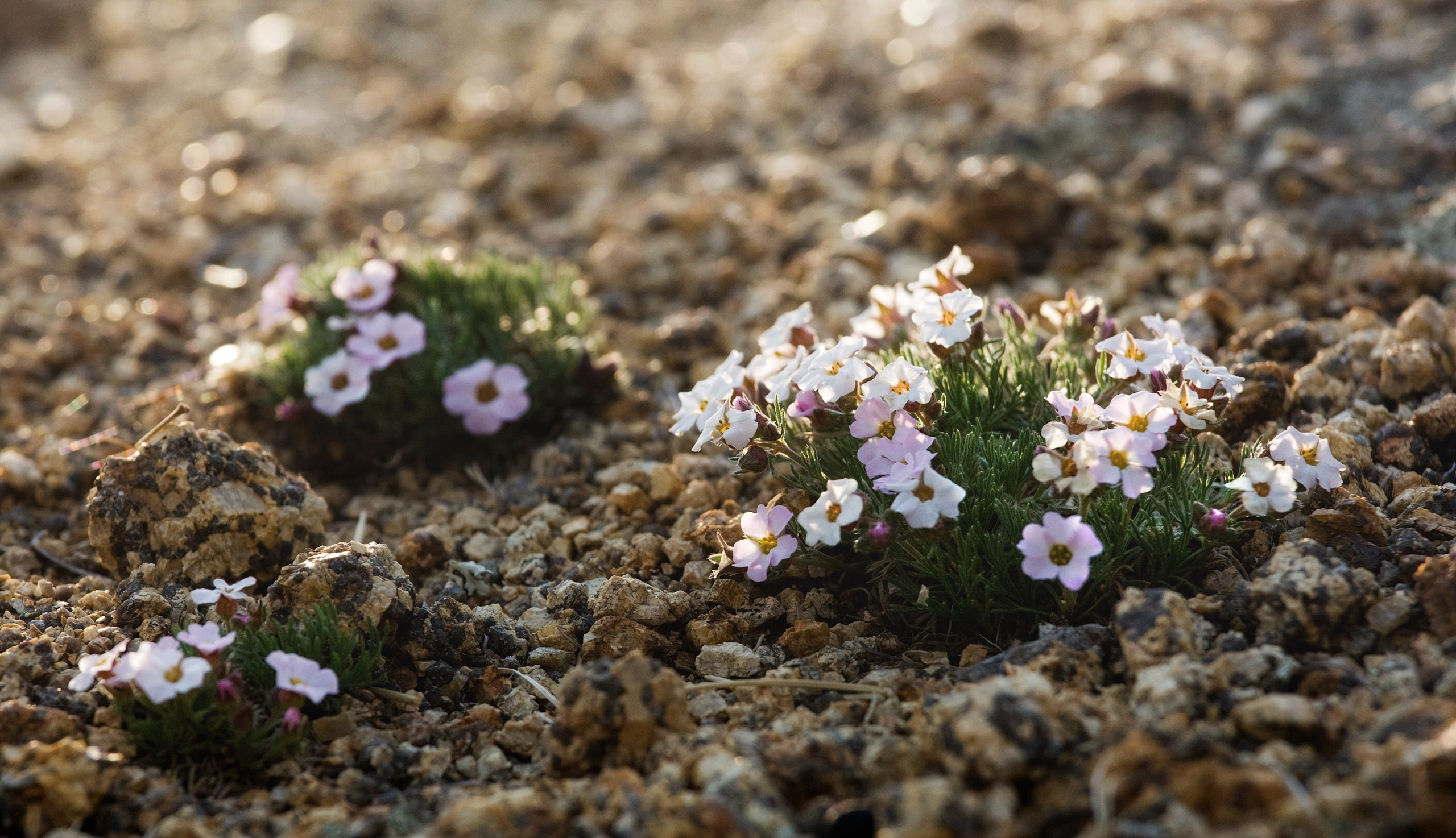 Монголия. Фотограф Владимир Медведев