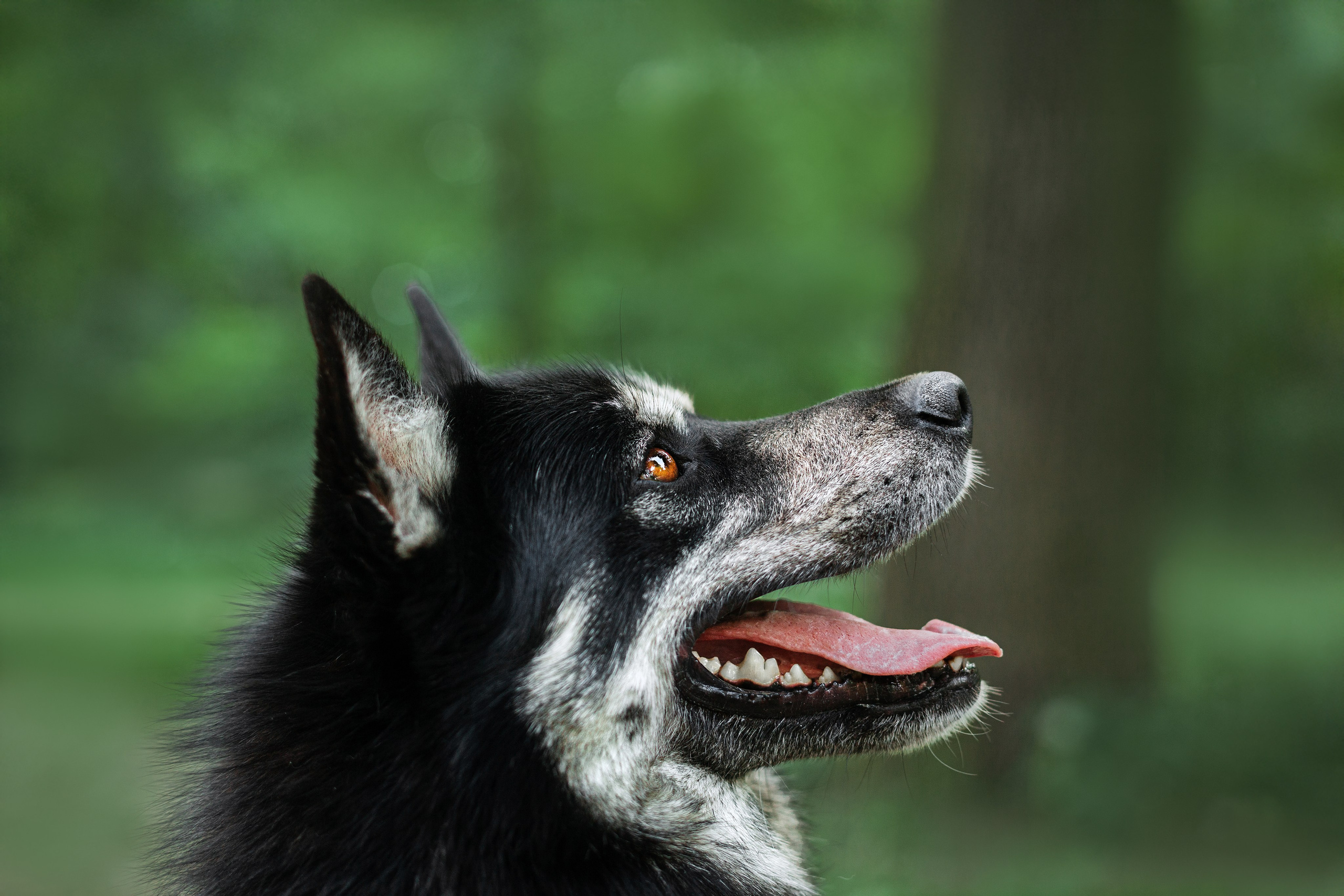 Собаки из приюта Дубовая роща лето 2025. Фотограф-анималист Татьяна Степанова