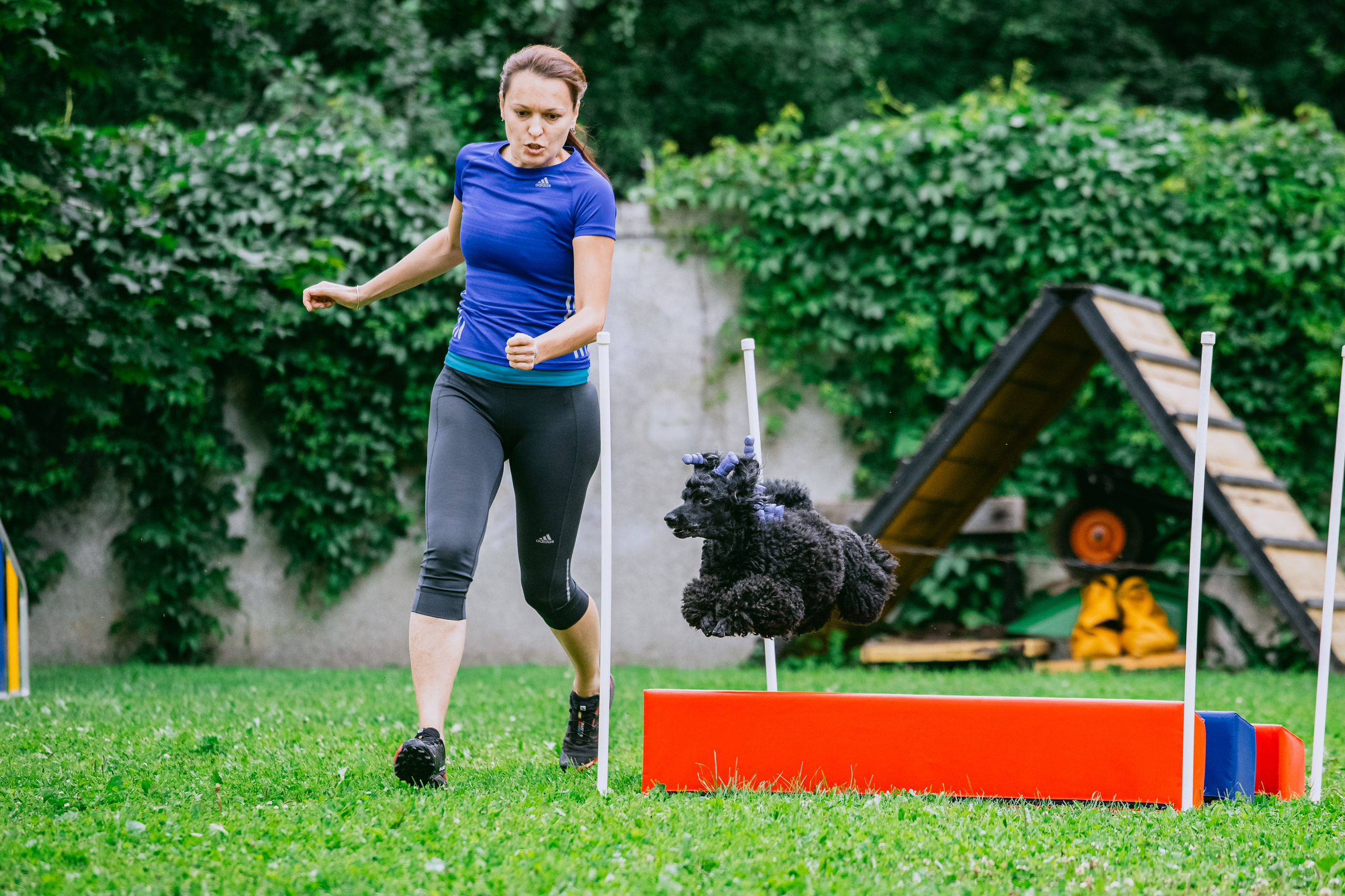 Соревнования по аджилити Долгопрудный 30.06.2025. Фотограф-анималист Татьяна Степанова