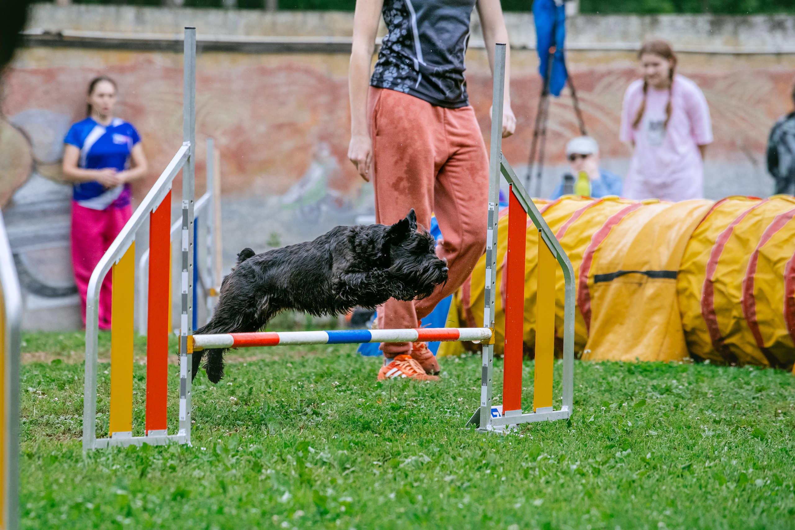 Соревнования по аджилити Долгопрудный 30.06.2025. Фотограф-анималист Татьяна Степанова