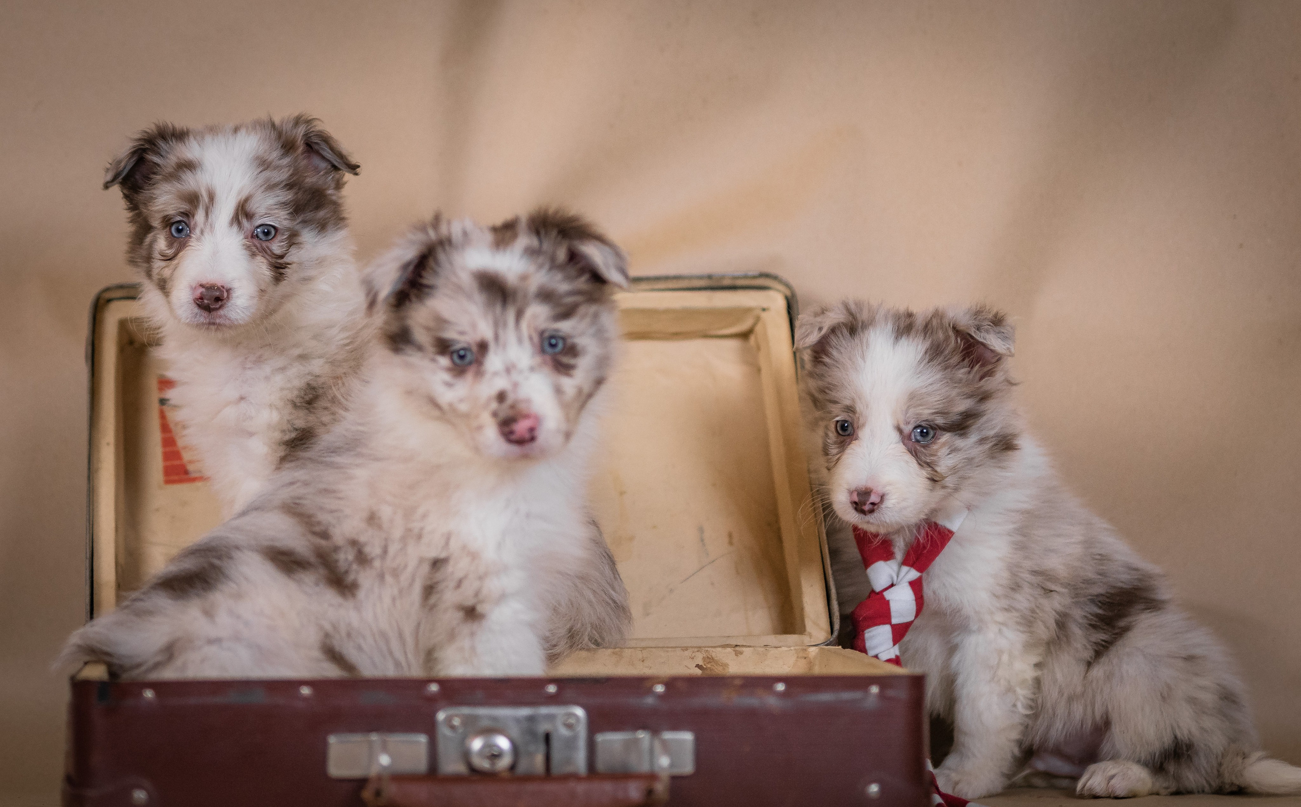 Фритсвит. Семейный фотограф Ефремова Виктория