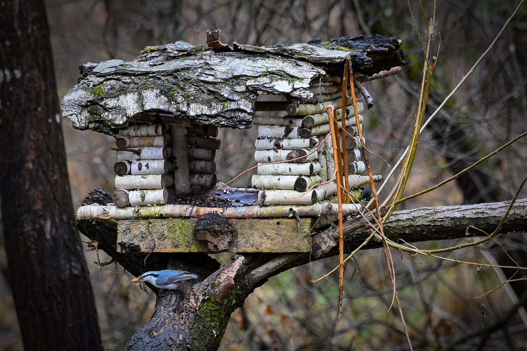 Осень. FotoGraf