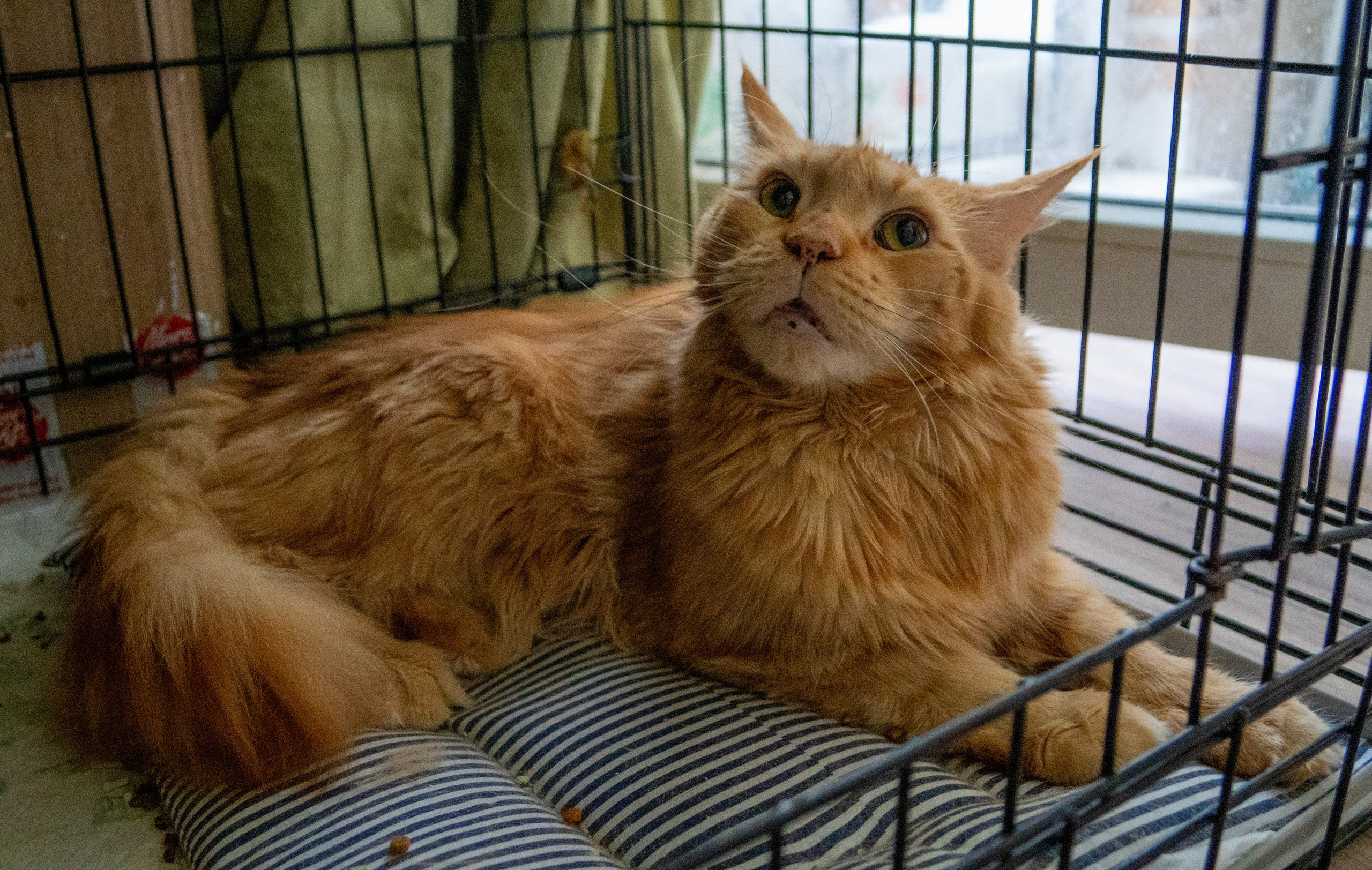 Приют для животных «Пушистые друзья». Видеограф, фотограф в Санкт-Петербурге Элеонора Петрова