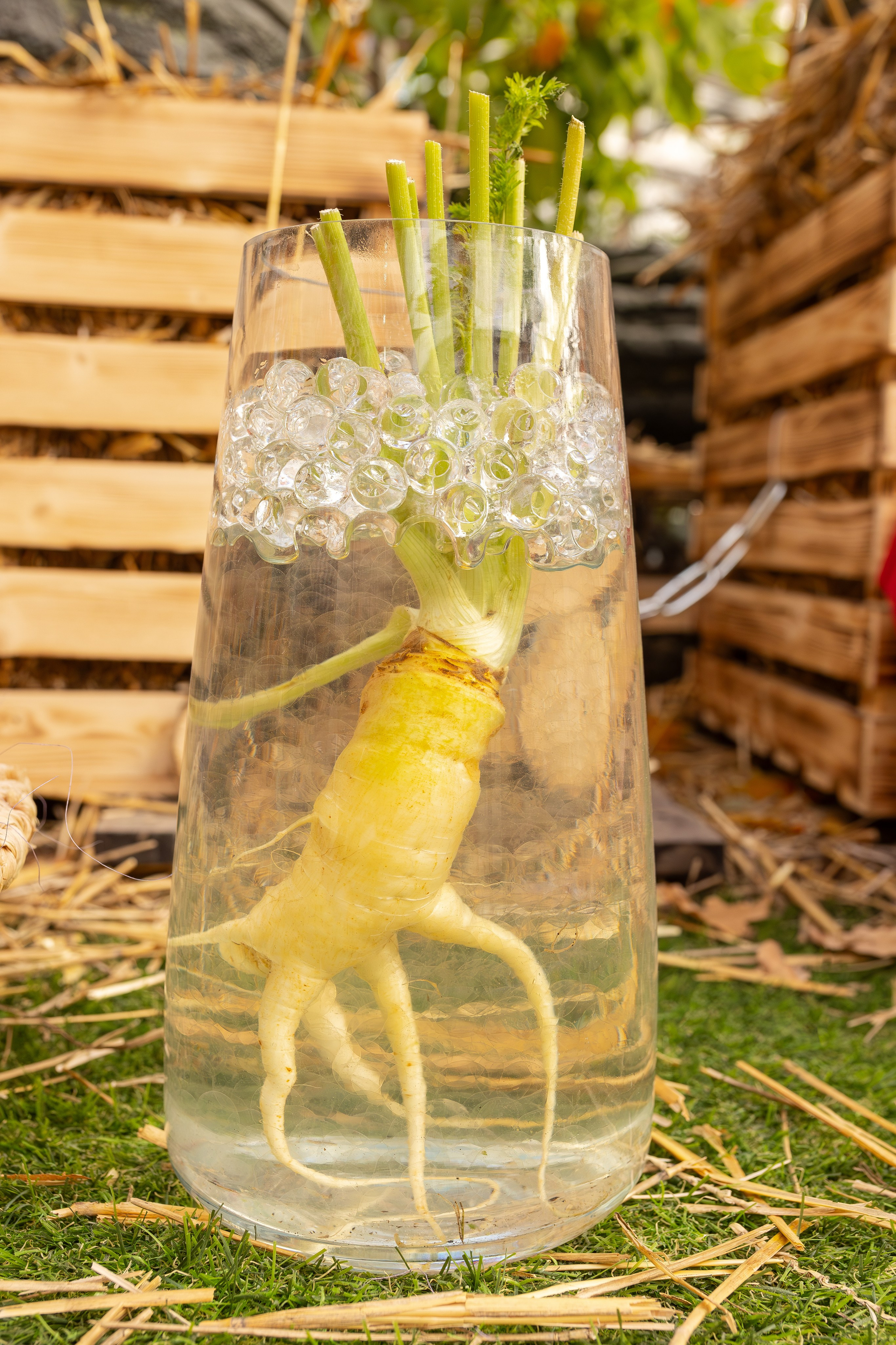 Овощи-гиганты. Александра Куликова фотограф, Москва