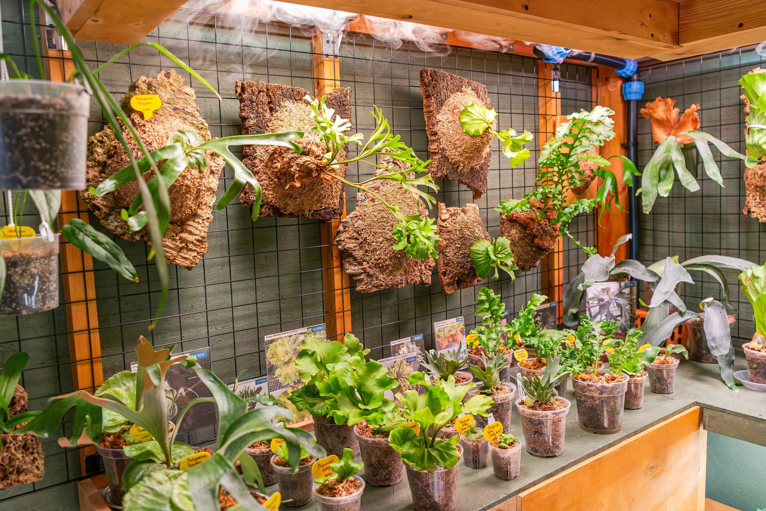 Make more plants. Александра Куликова фотограф, Москва