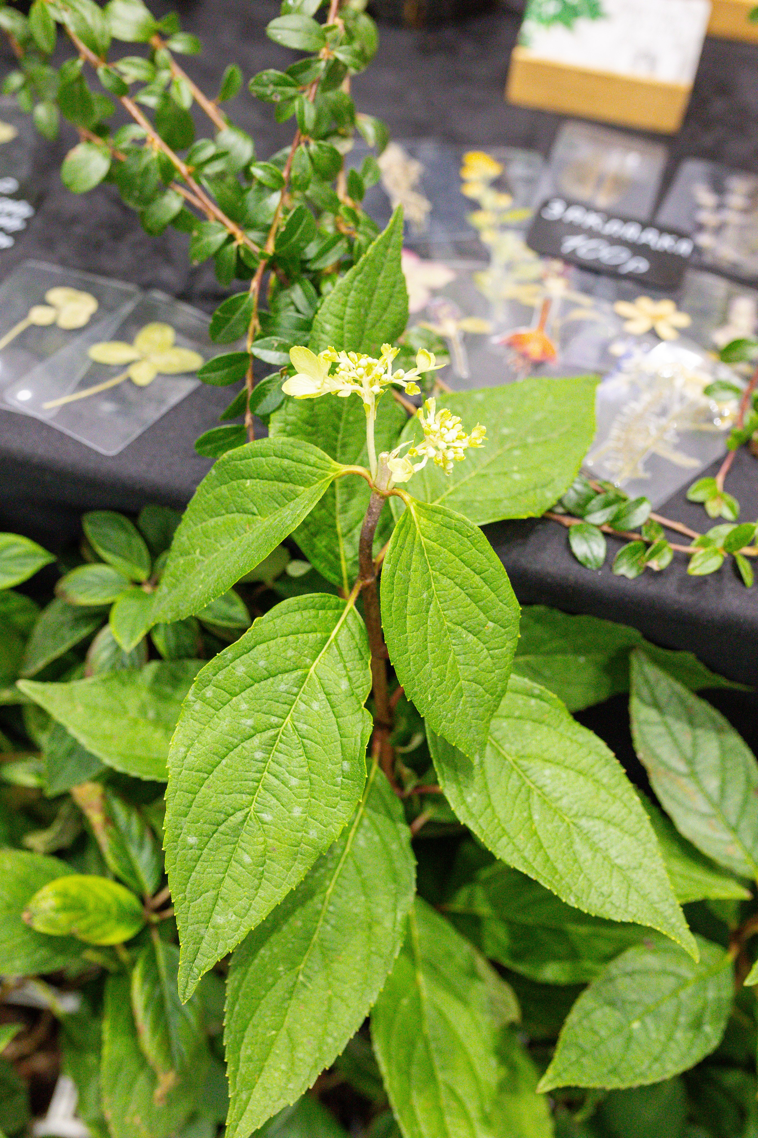 Монстериум 11–12 октября. Александра Куликова фотограф, Москва