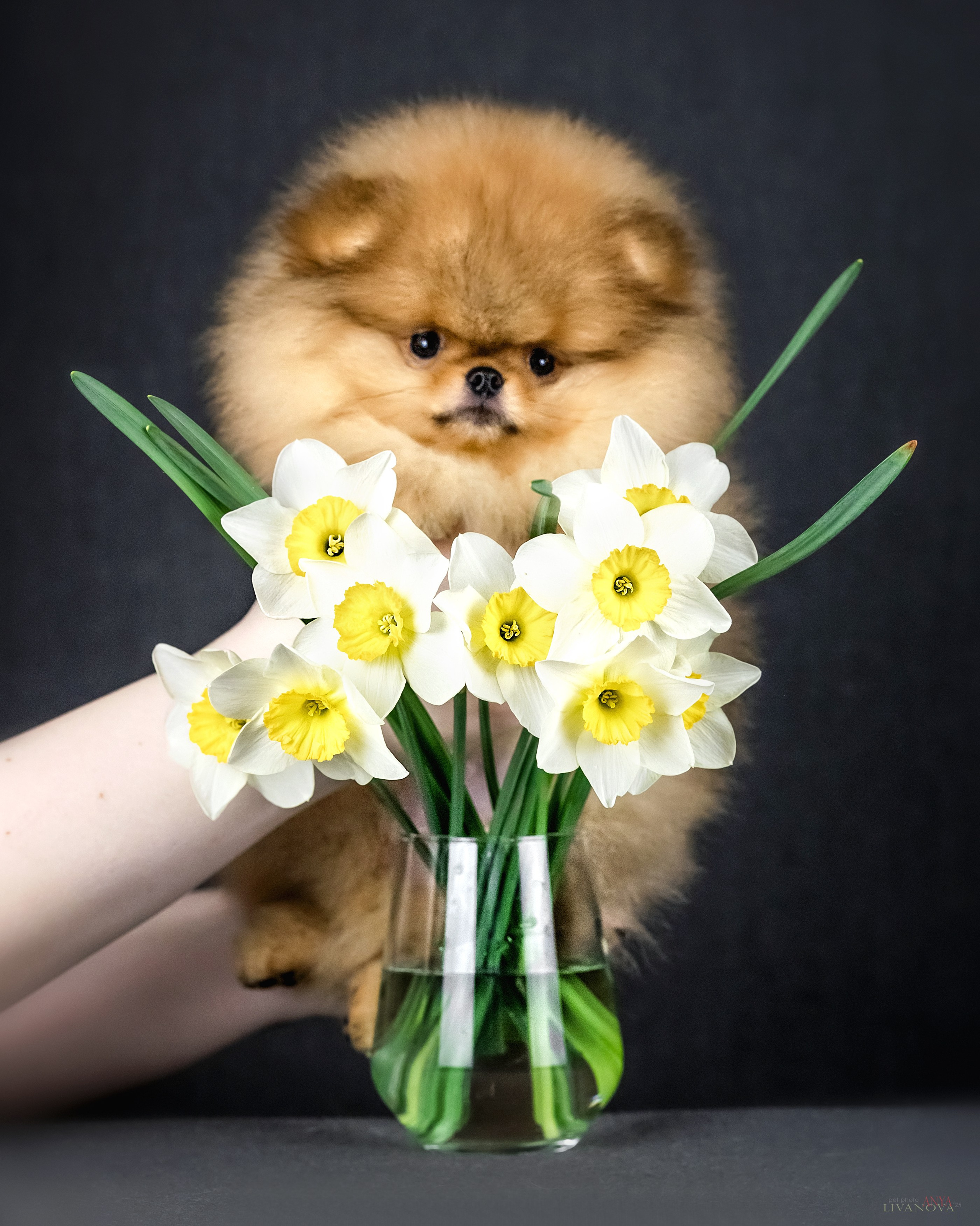 Шпицы. Фотограф анималист Аня Ливанова | Рыбинск