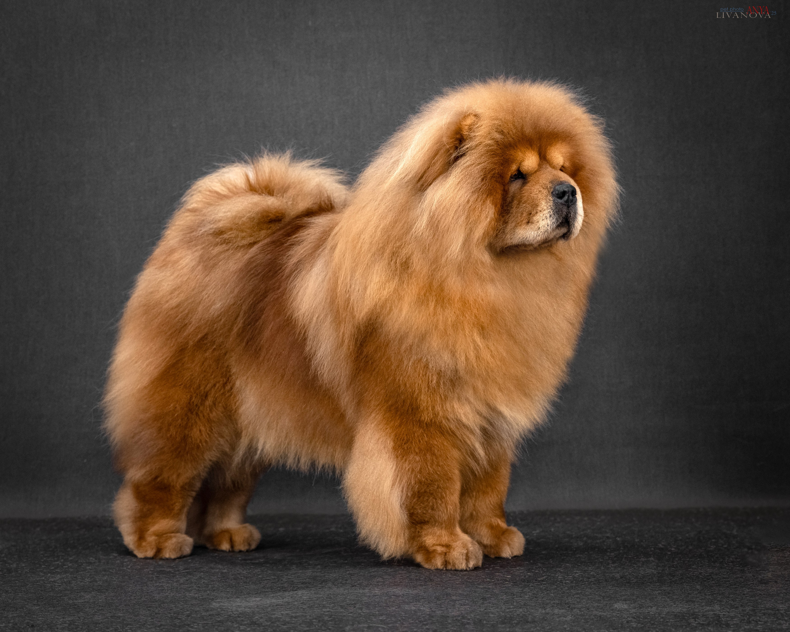 Дарик. Фотограф анималист Аня Ливанова | Рыбинск