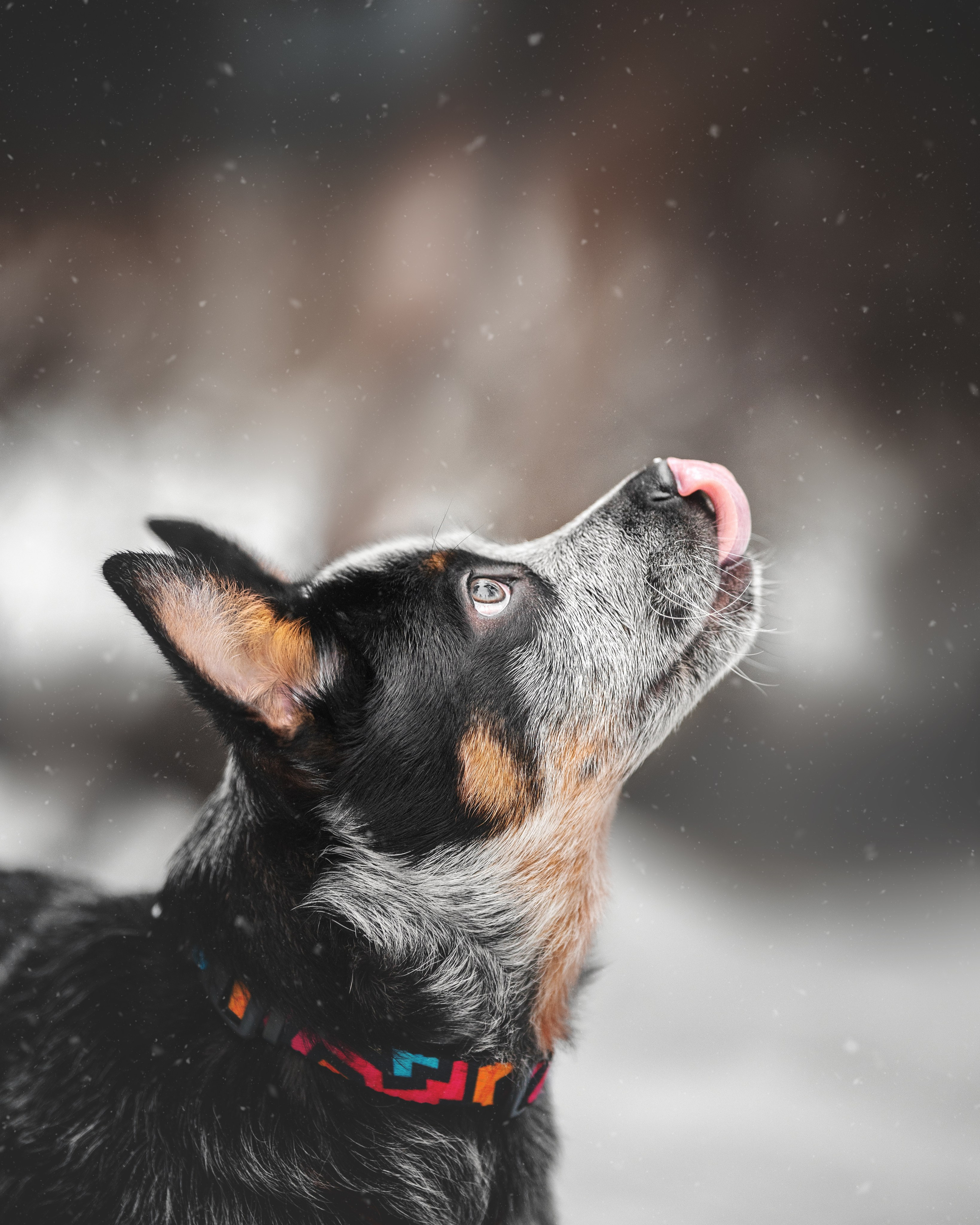 Рокки. Фотограф анималист Осипчикова Мария