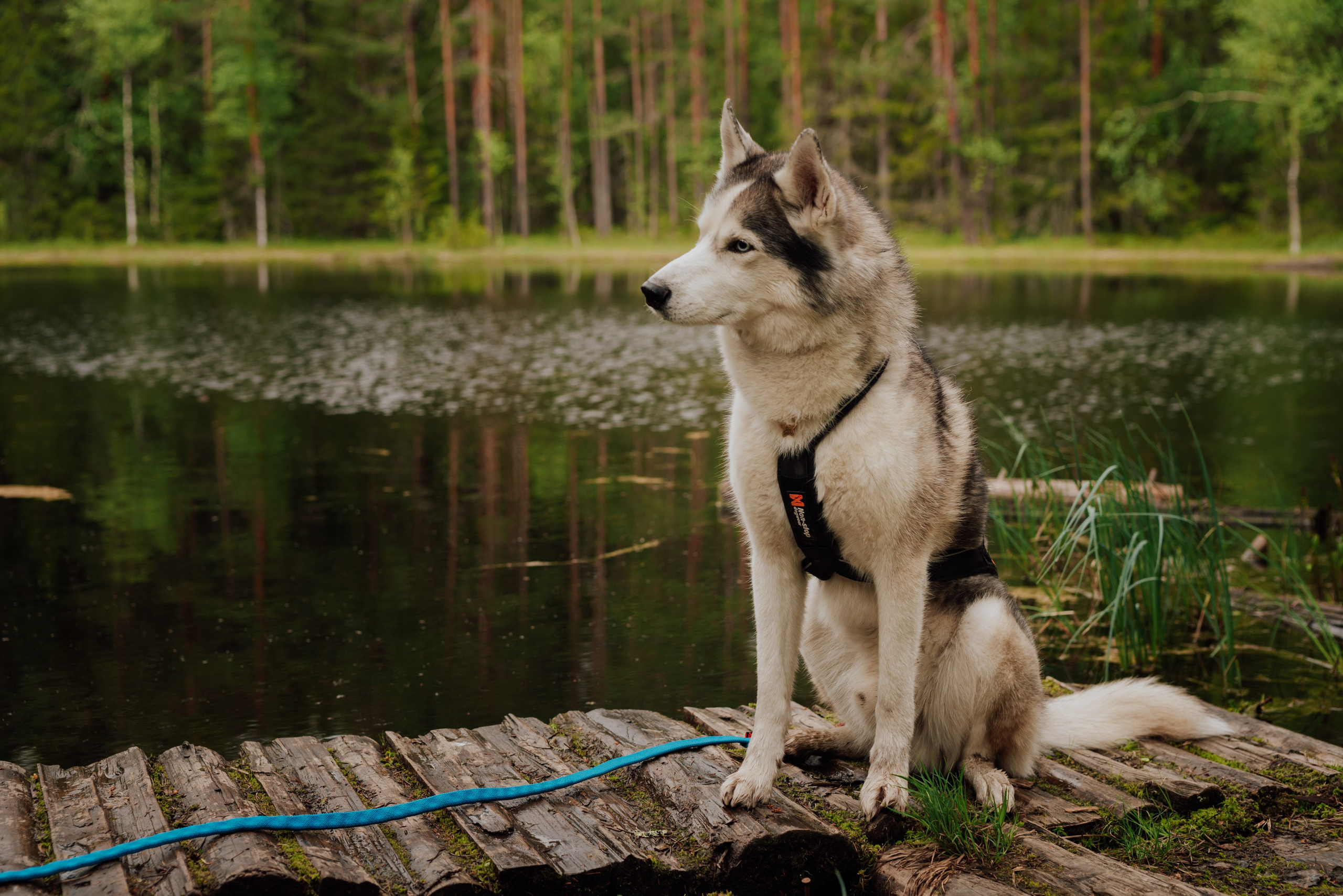 Животные. Фотограф в Санкт-Петербурге и Ленинградской области