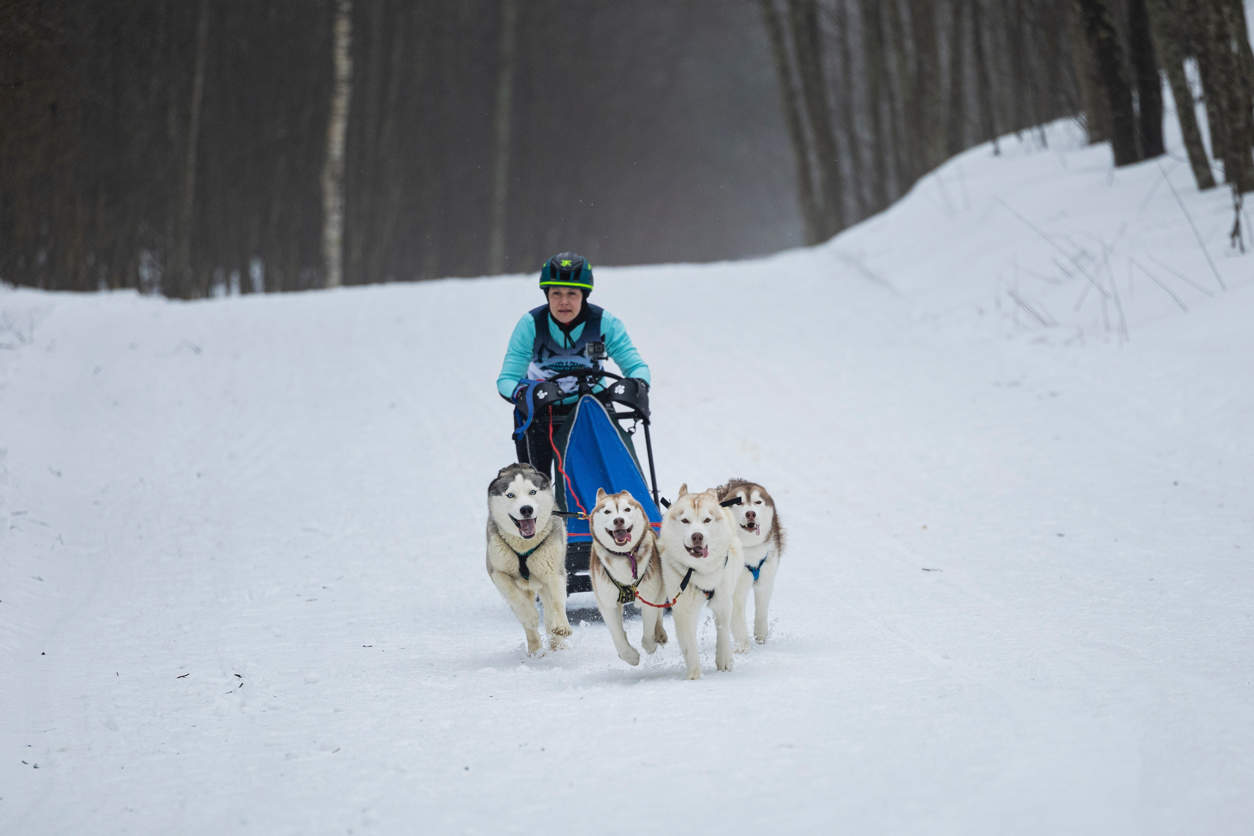 Зимний Чемпионат Санкт-Петербурга по ездовому спорту. Фотограф-анималист Анна Маринич