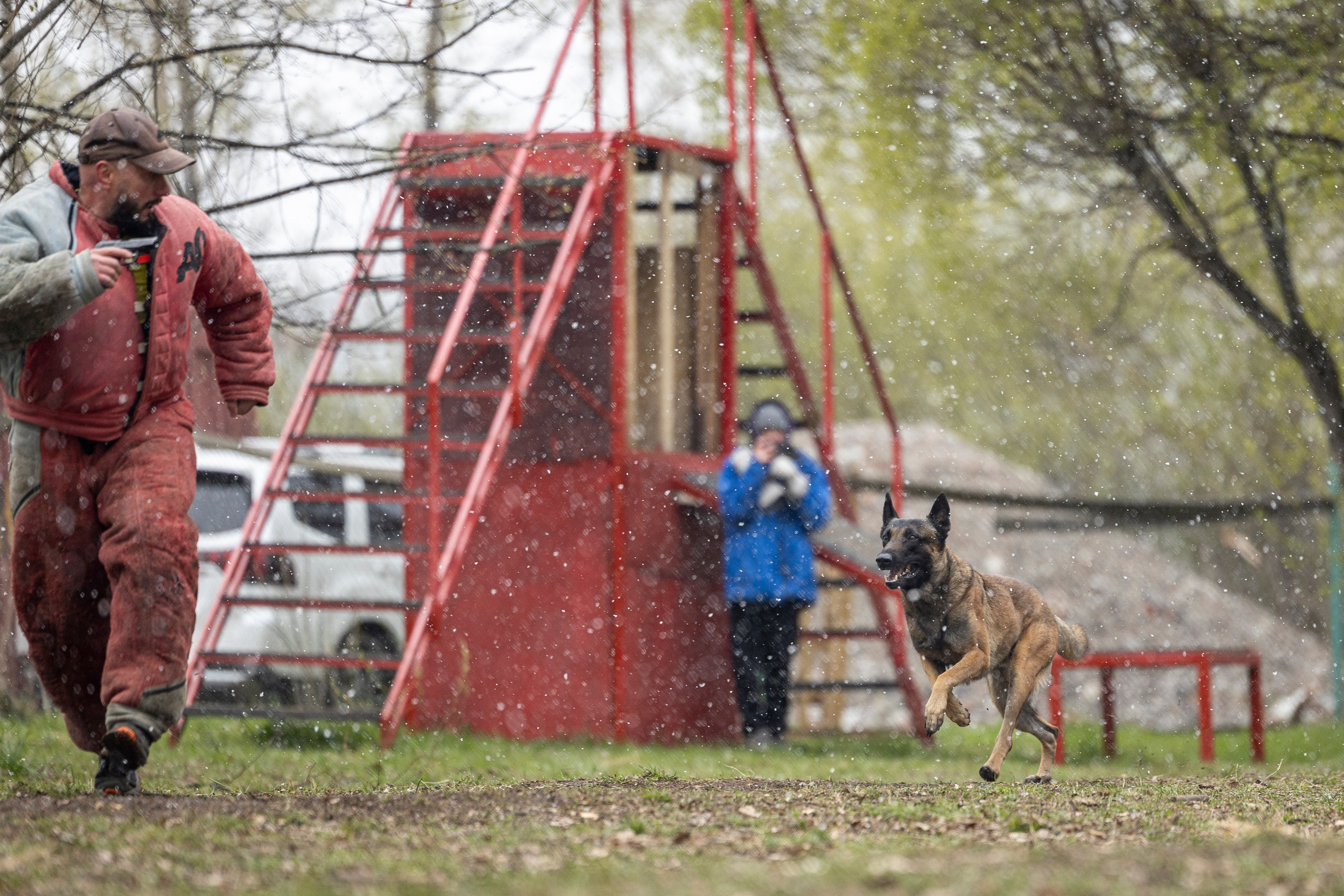 Квалификационные состязания по мондьорингу г. Вологда 11.05.24. Фотограф-анималист Анна Маринич