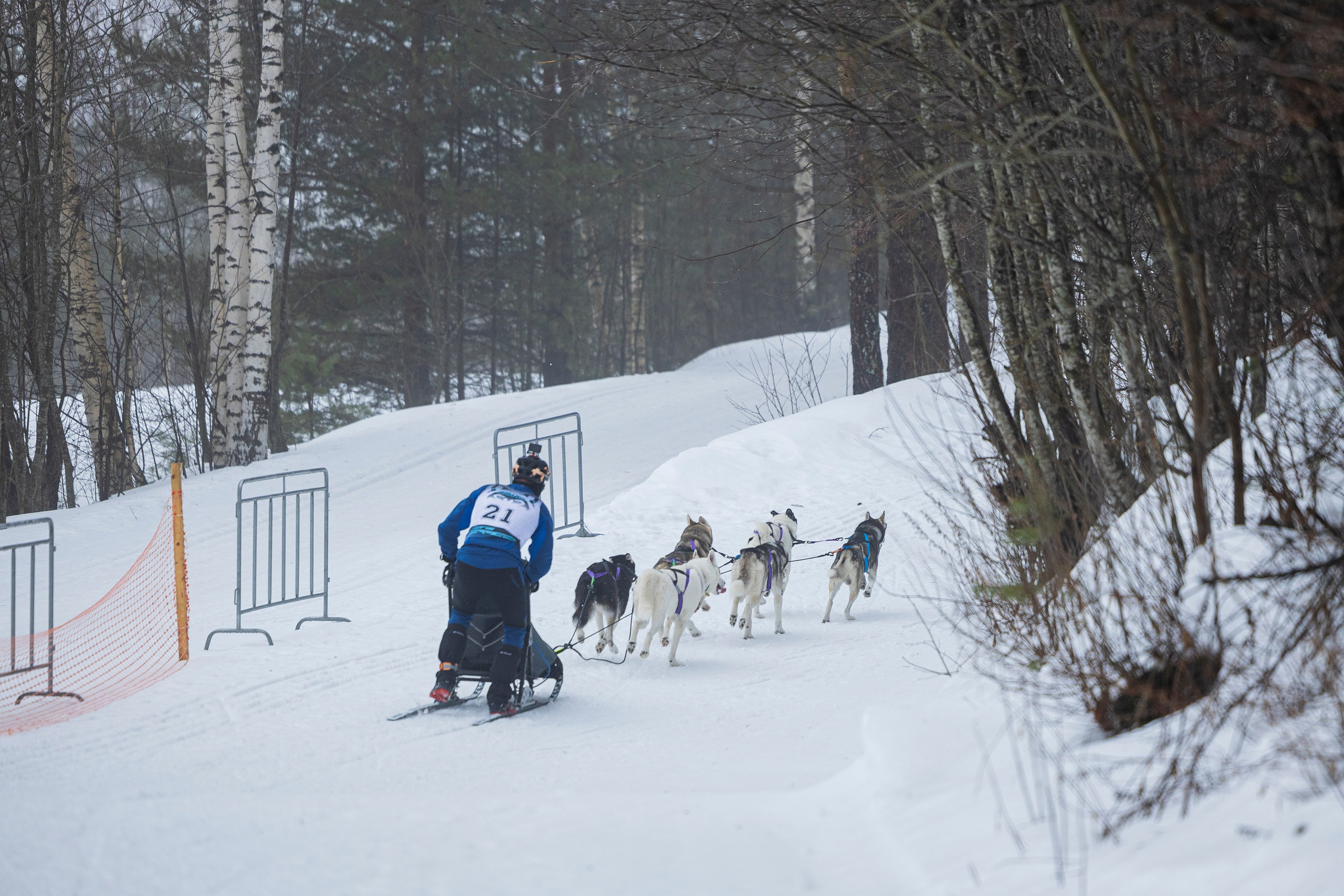 Зимний Чемпионат Санкт-Петербурга по ездовому спорту. Фотограф-анималист Анна Маринич