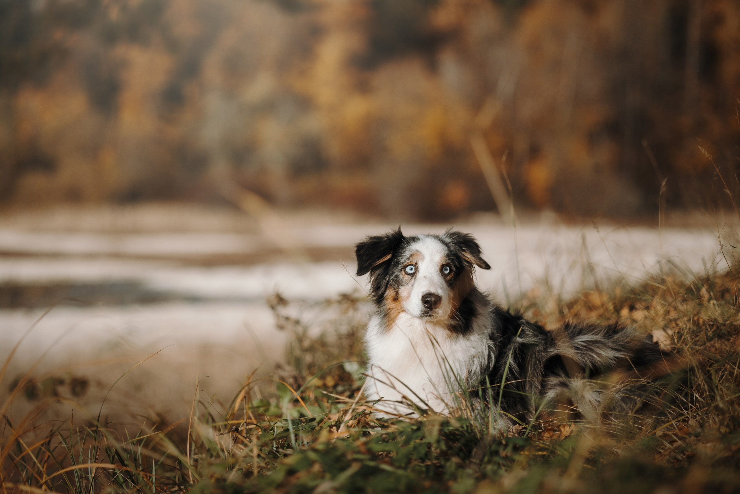 Бэстик и Ирина. Фотограф — Анималист | Санкт-Петербург