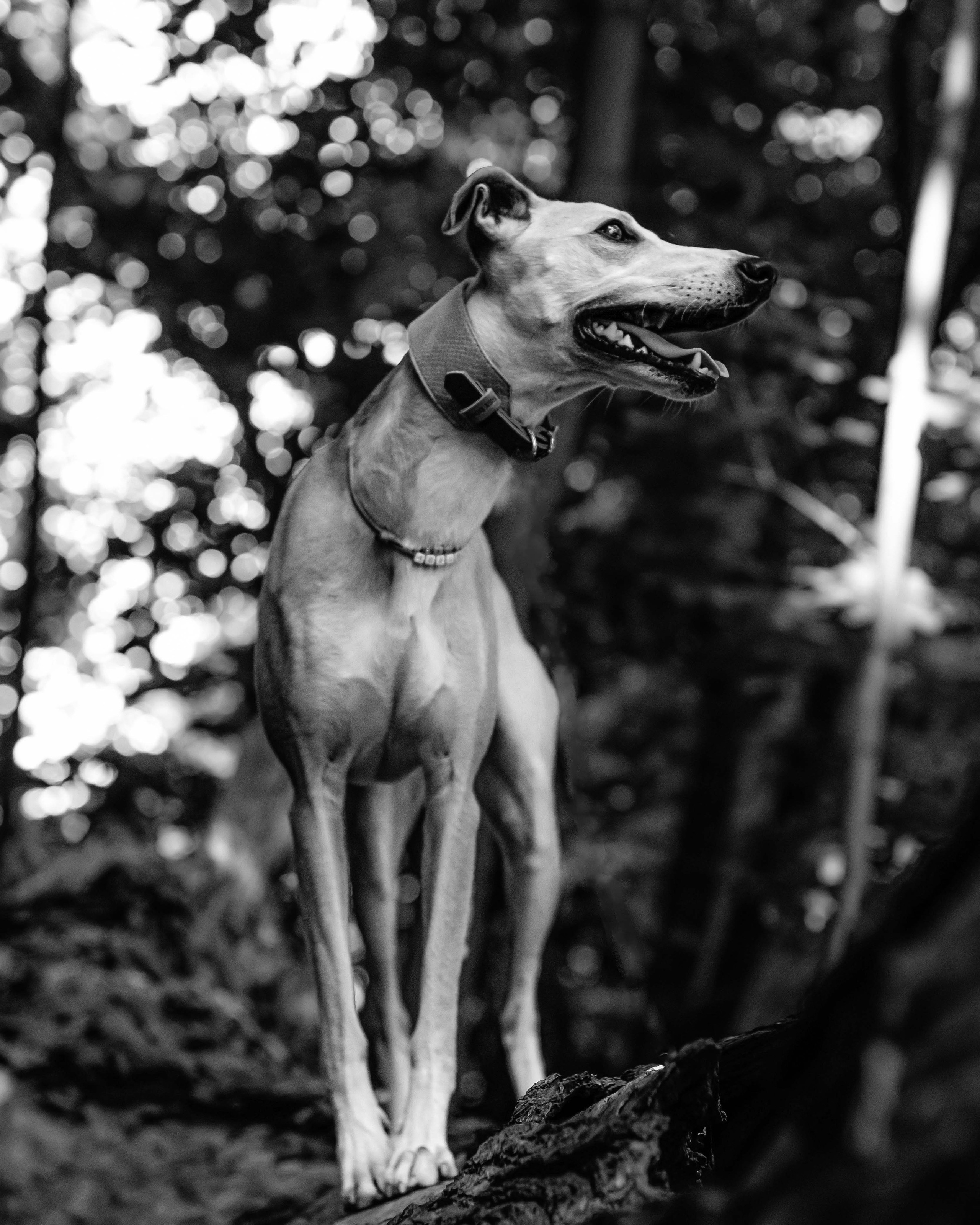 Портреты питомцев. Фотограф и видеограф в Минске Мария Войтик
