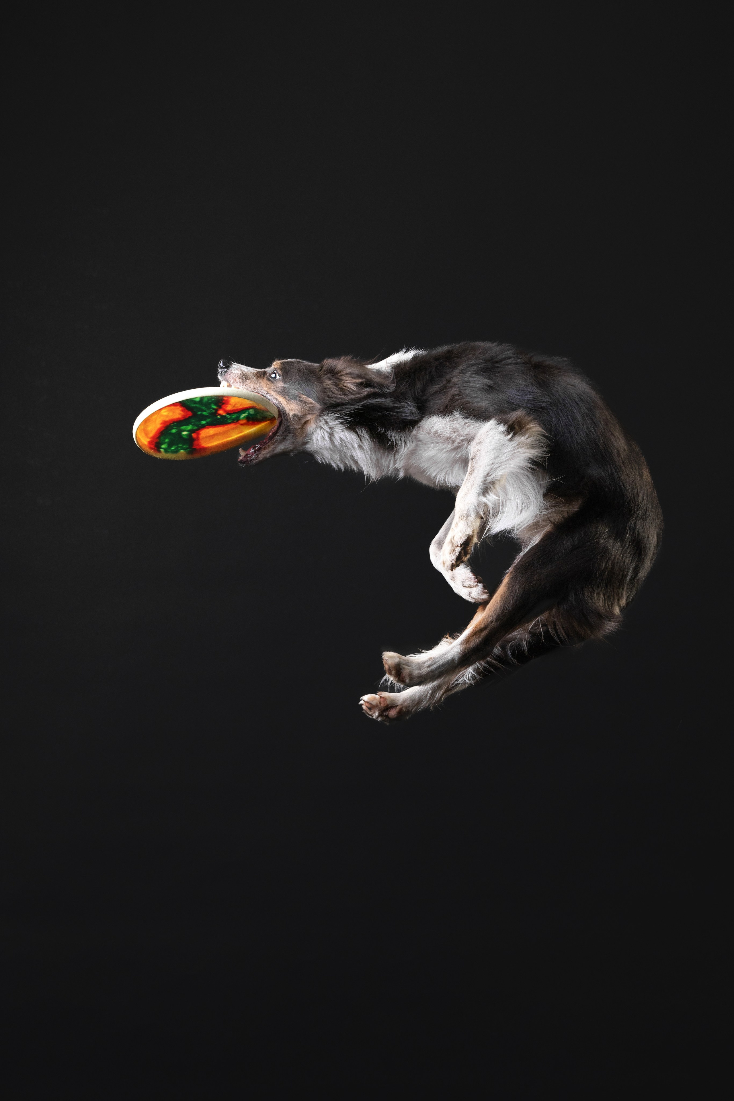 Бордер колли. Фотограф анималист Осипчикова Мария