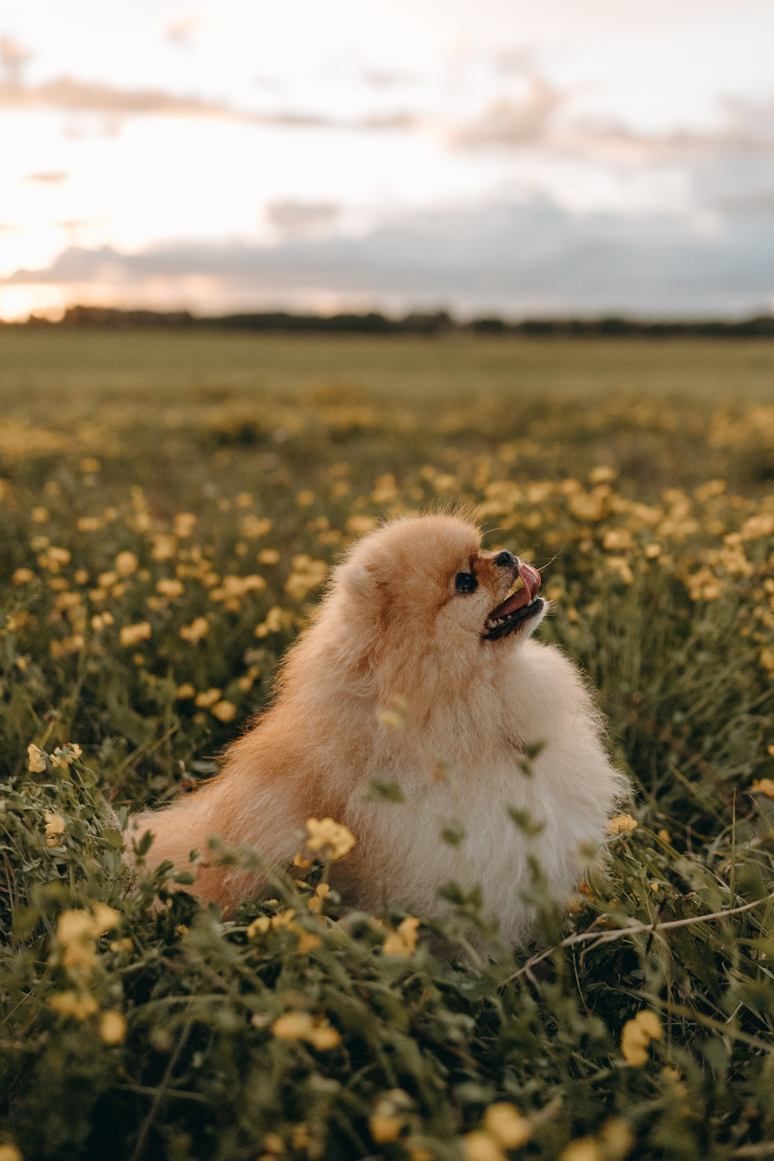 Стив и его семья. Фотограф — Анималист | Санкт-Петербург