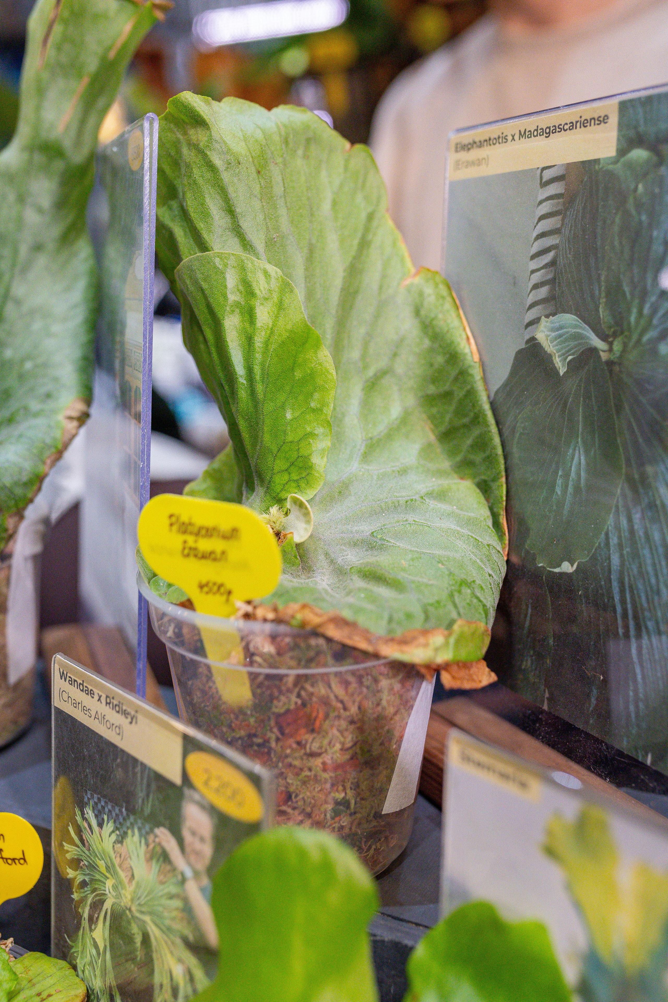 Орхидиум 12.2025. Александра Куликова фотограф, Москва