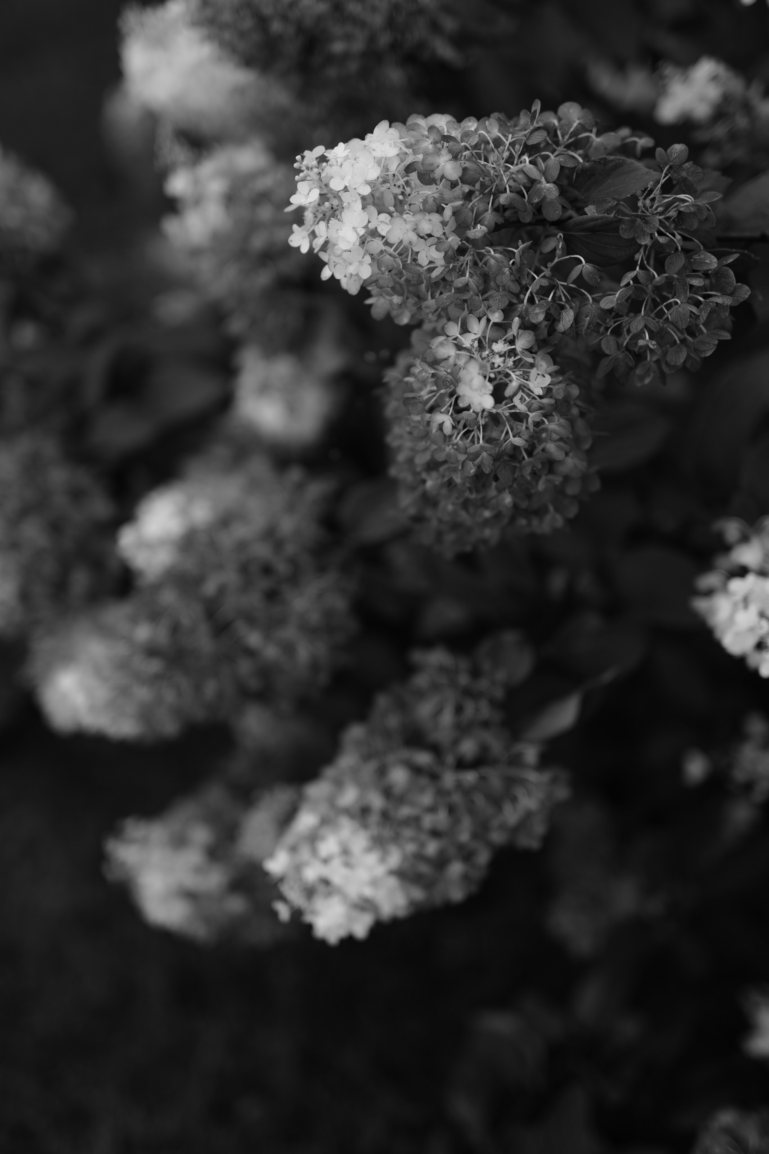 Свадьба Александра и Полины. Фотограф Кольчугино/Владимир/Москва Елизавета Иода