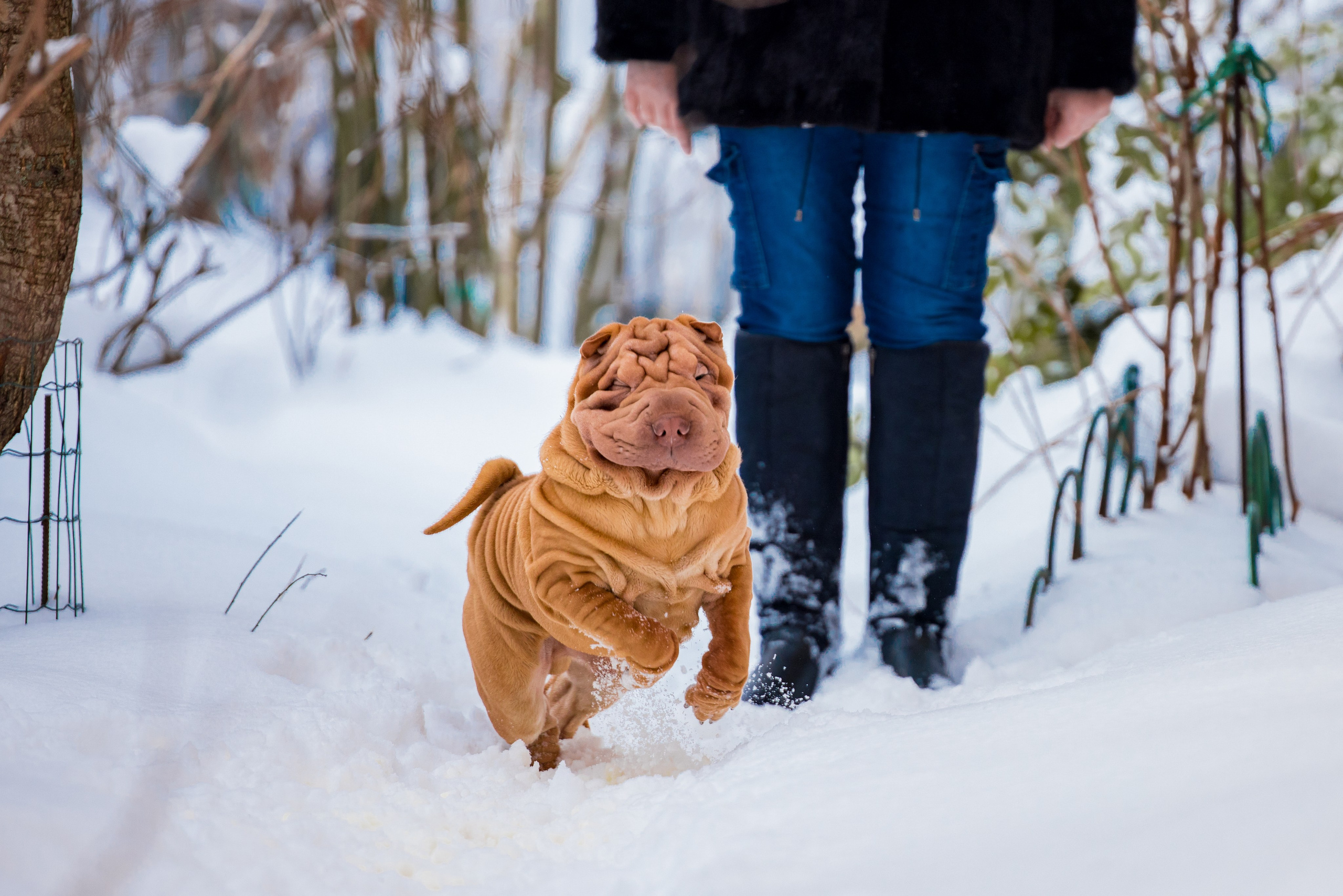 В гостях у шарпеев 16.01.2024. Фотограф-анималист Юлия Германика