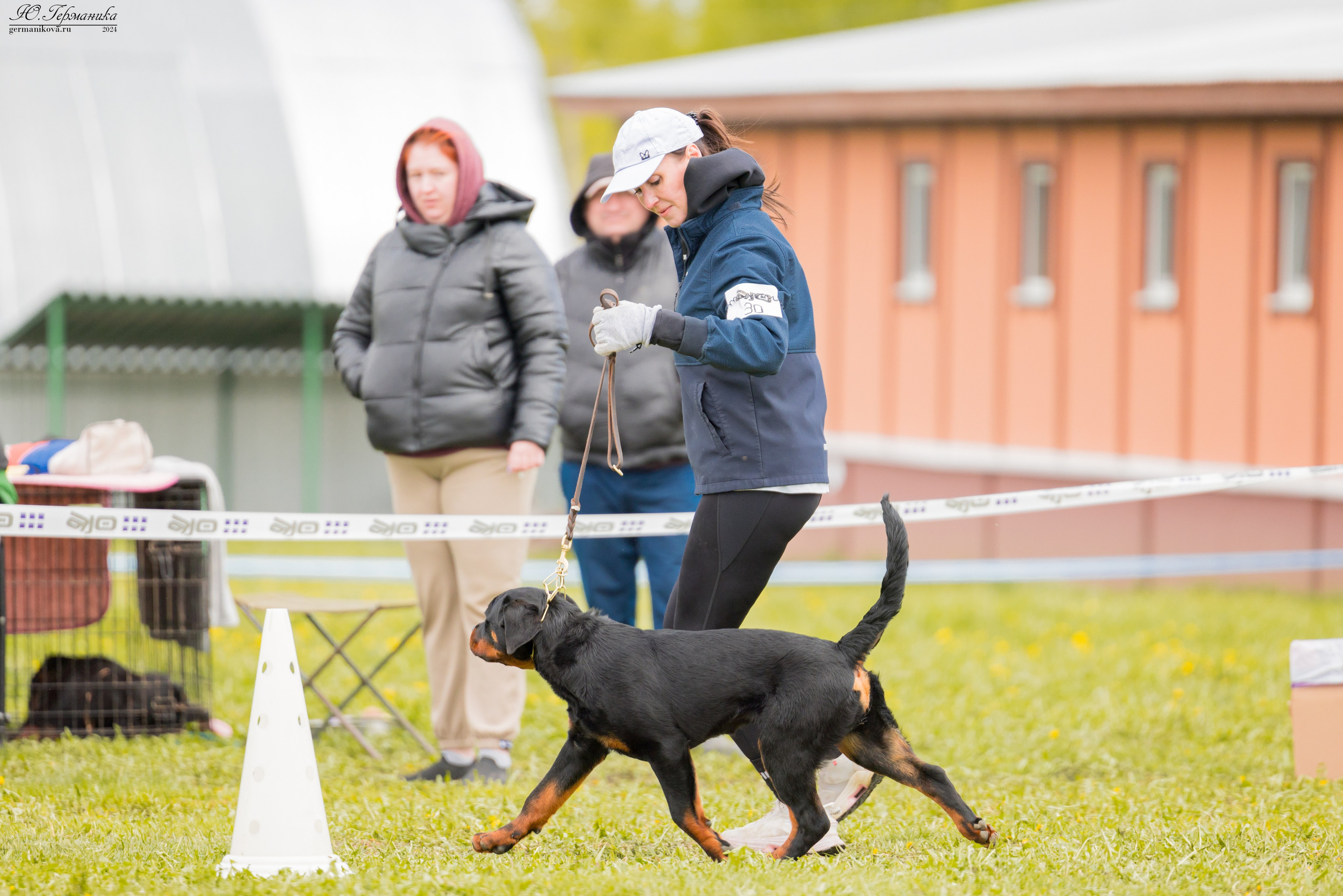 Нижний Новгород 11-12.05.2024 моно ротвейлеров. Фотограф-анималист Юлия Германика