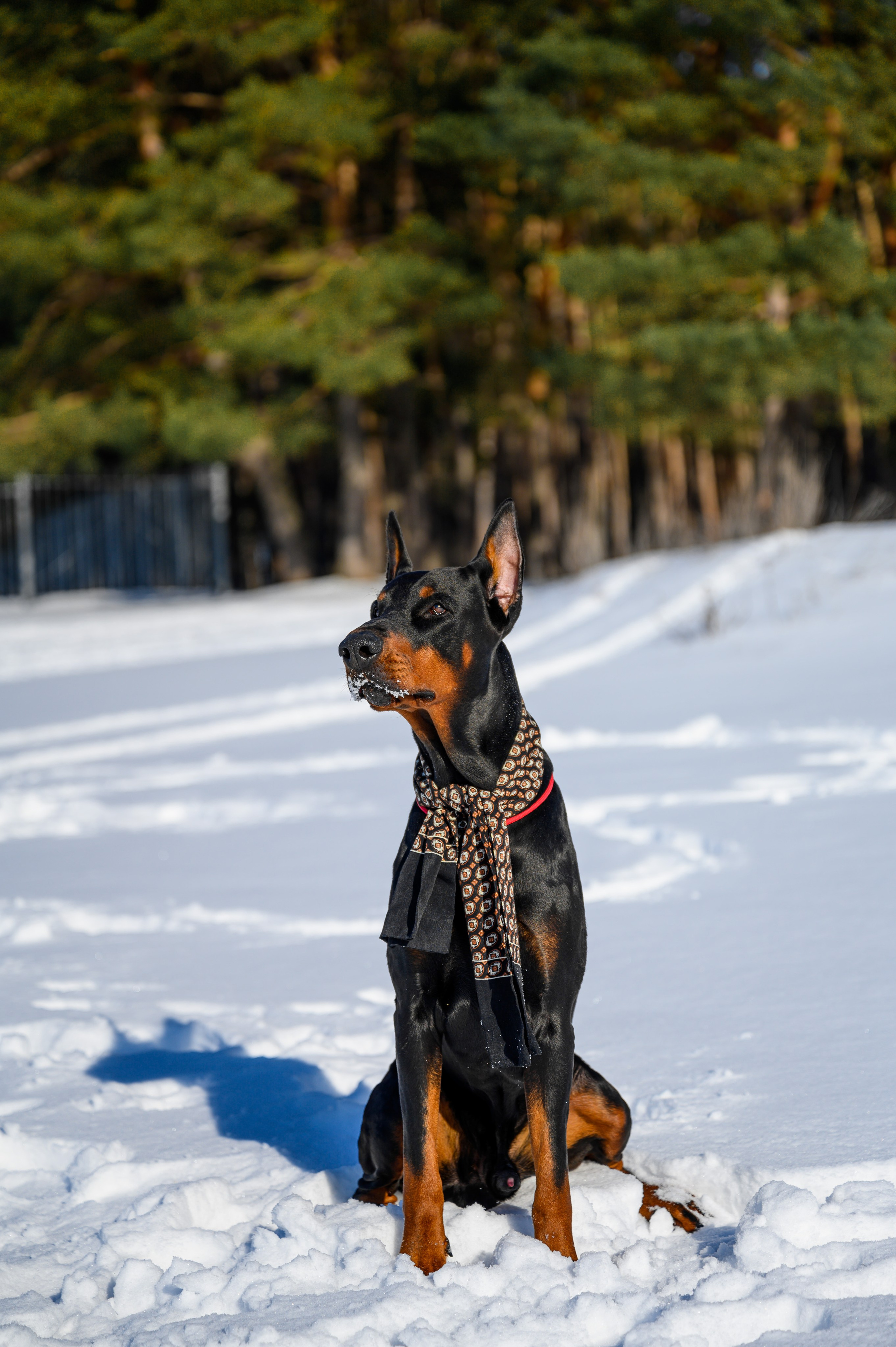 Доберман Рэн. Bazarkom-photo.ru Фотограф Виктор Оськин в Старом Осколе
