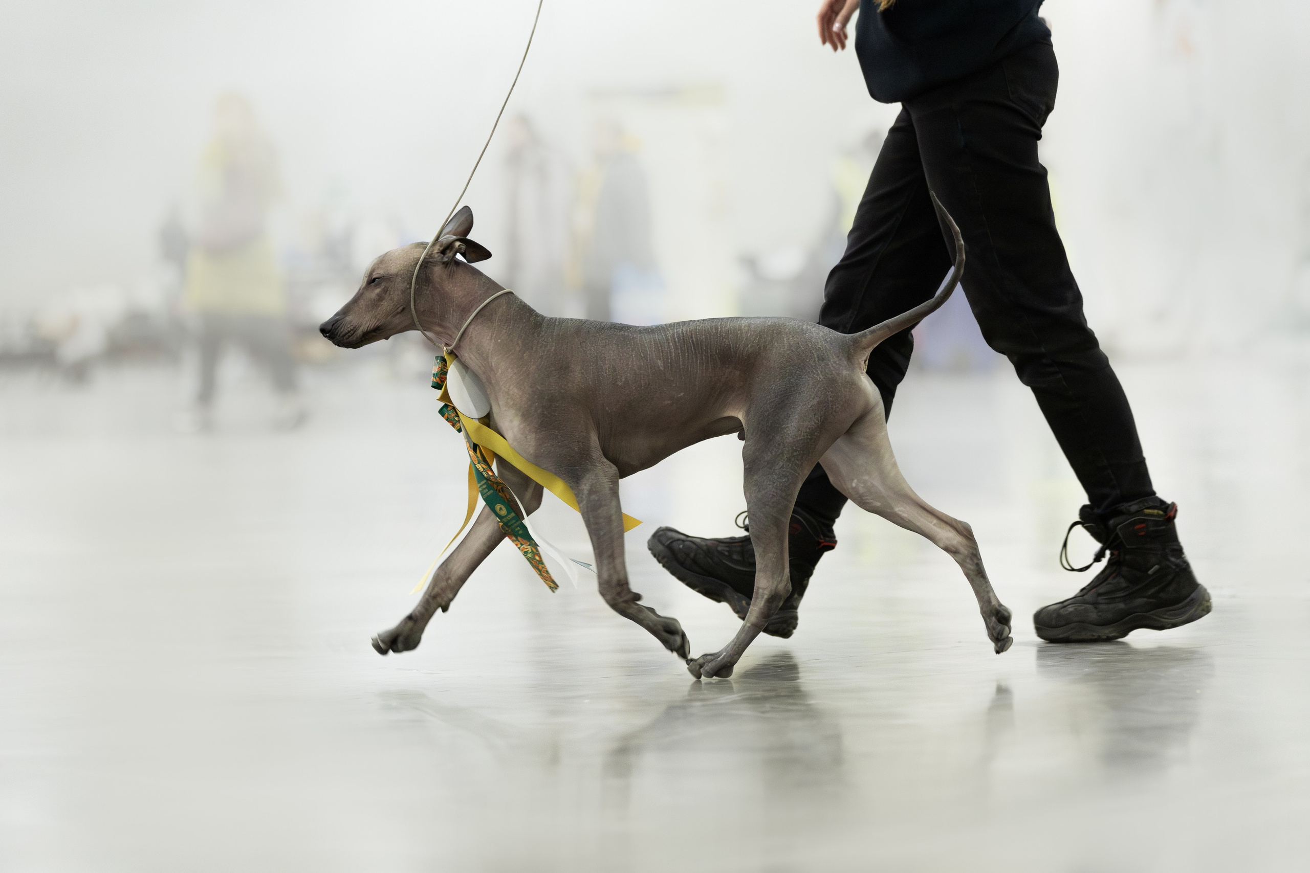 Евразия 2023. Фотограф анималист в Москве Майорова Евгения