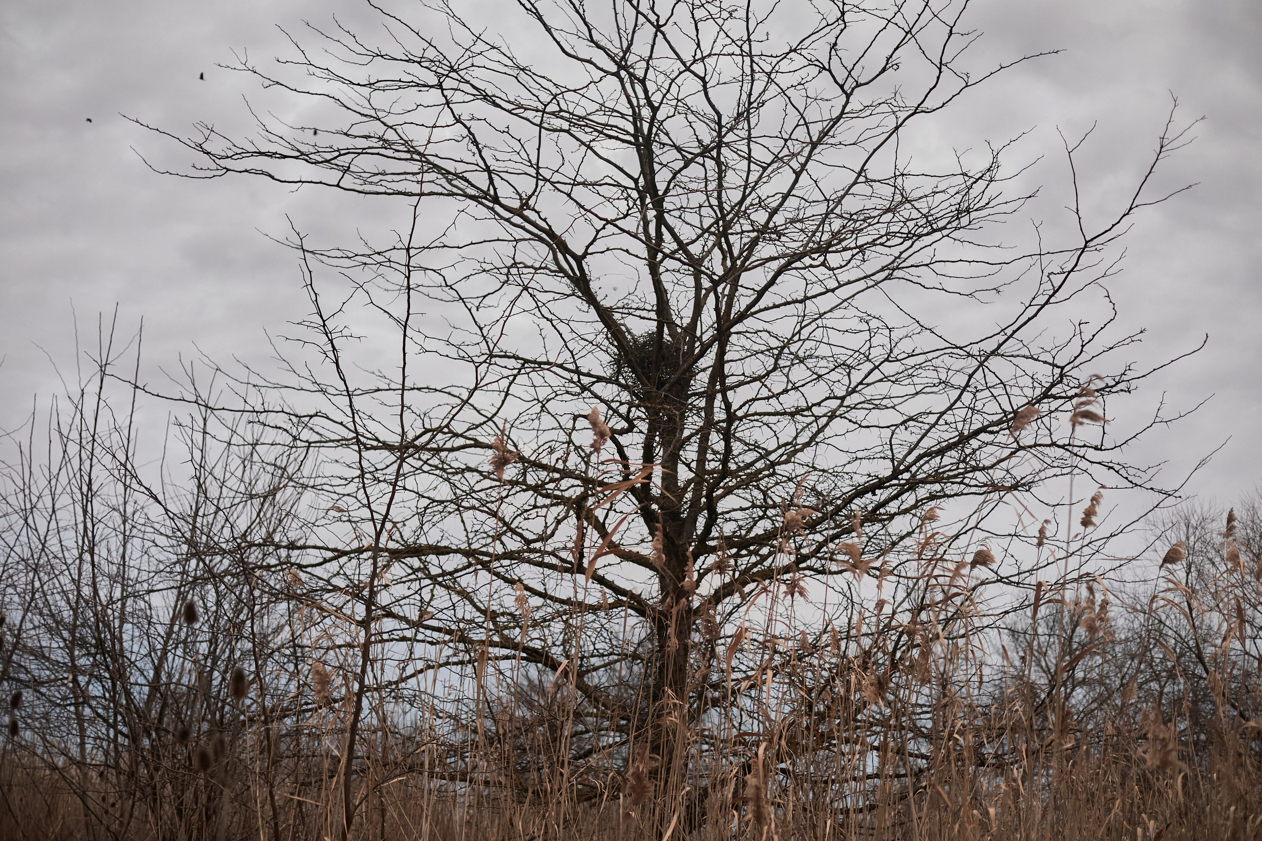 «Где-то в декабре…». Свадебный и креативный фотограф в ЮФО и МСК