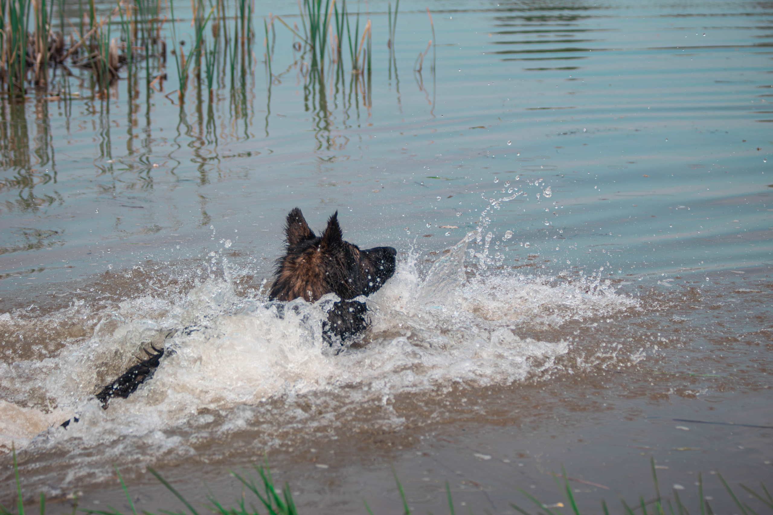 Фотосессии с животными Тула. Фотограф анималист — Тула, Москва
