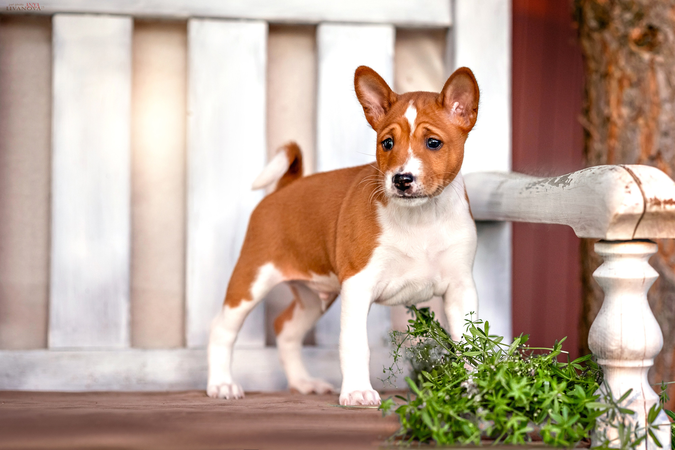 Басенджи. Фотограф анималист Аня Ливанова | Рыбинск