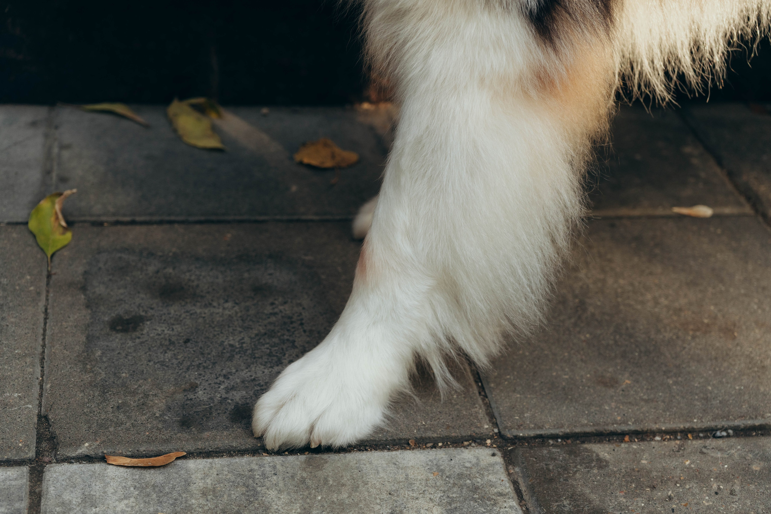 Аня, Влад и Джонни