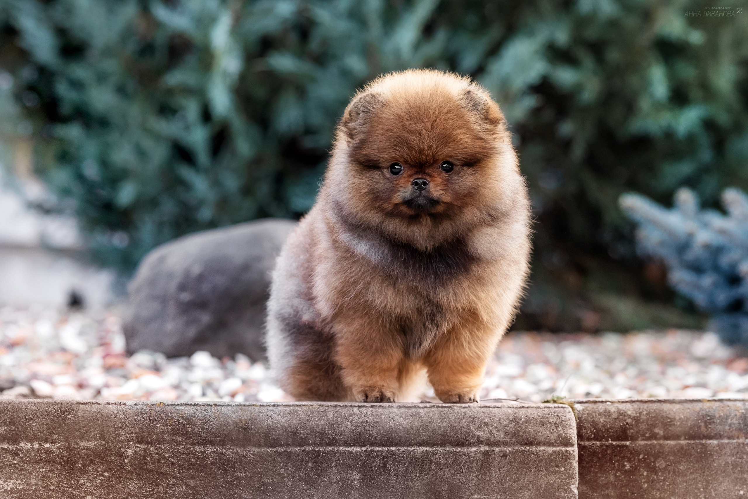 Шпицулики. Фотограф анималист Аня Ливанова | Рыбинск