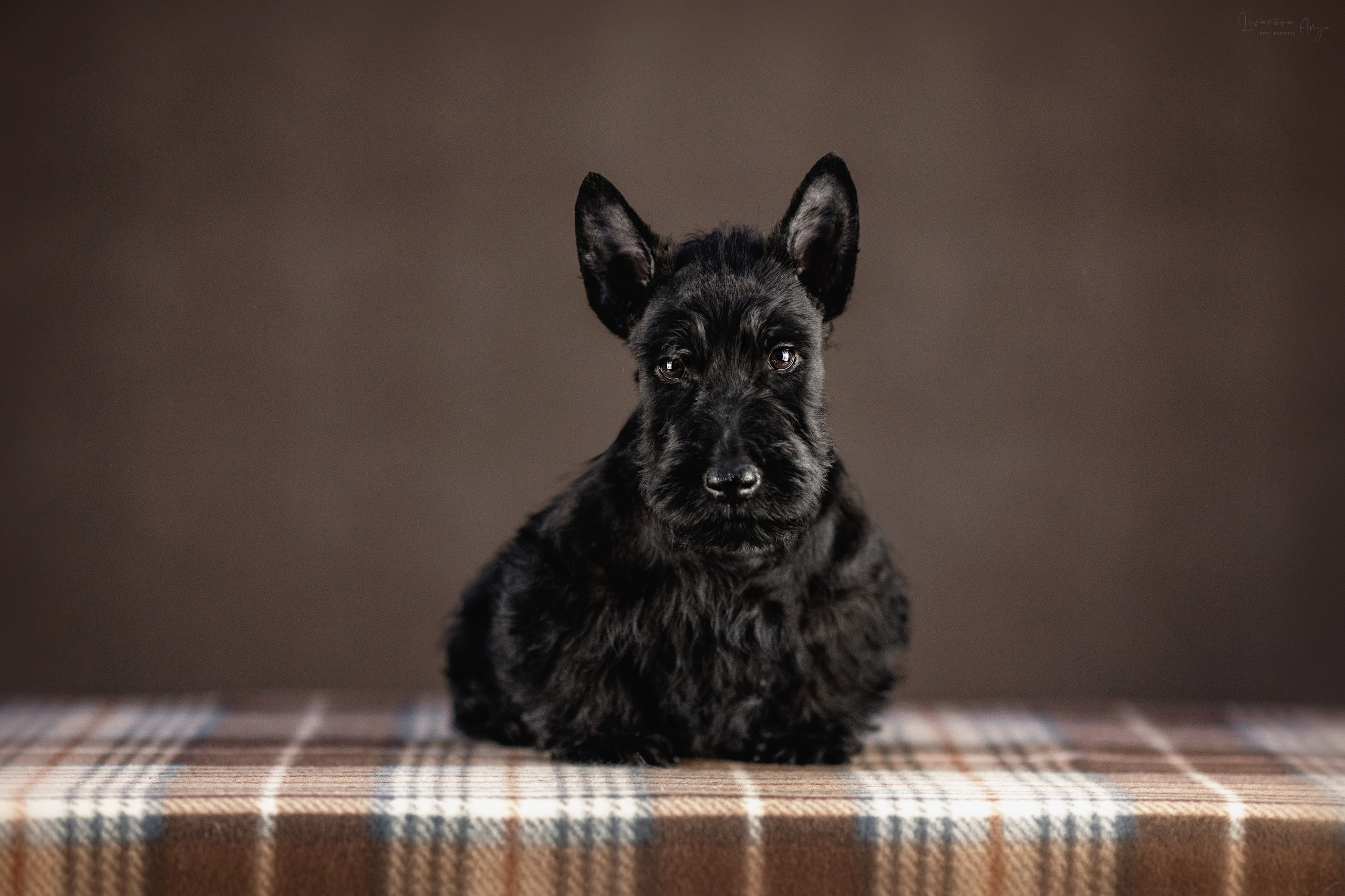 Скотчики. Фотограф анималист Аня Ливанова | Рыбинск