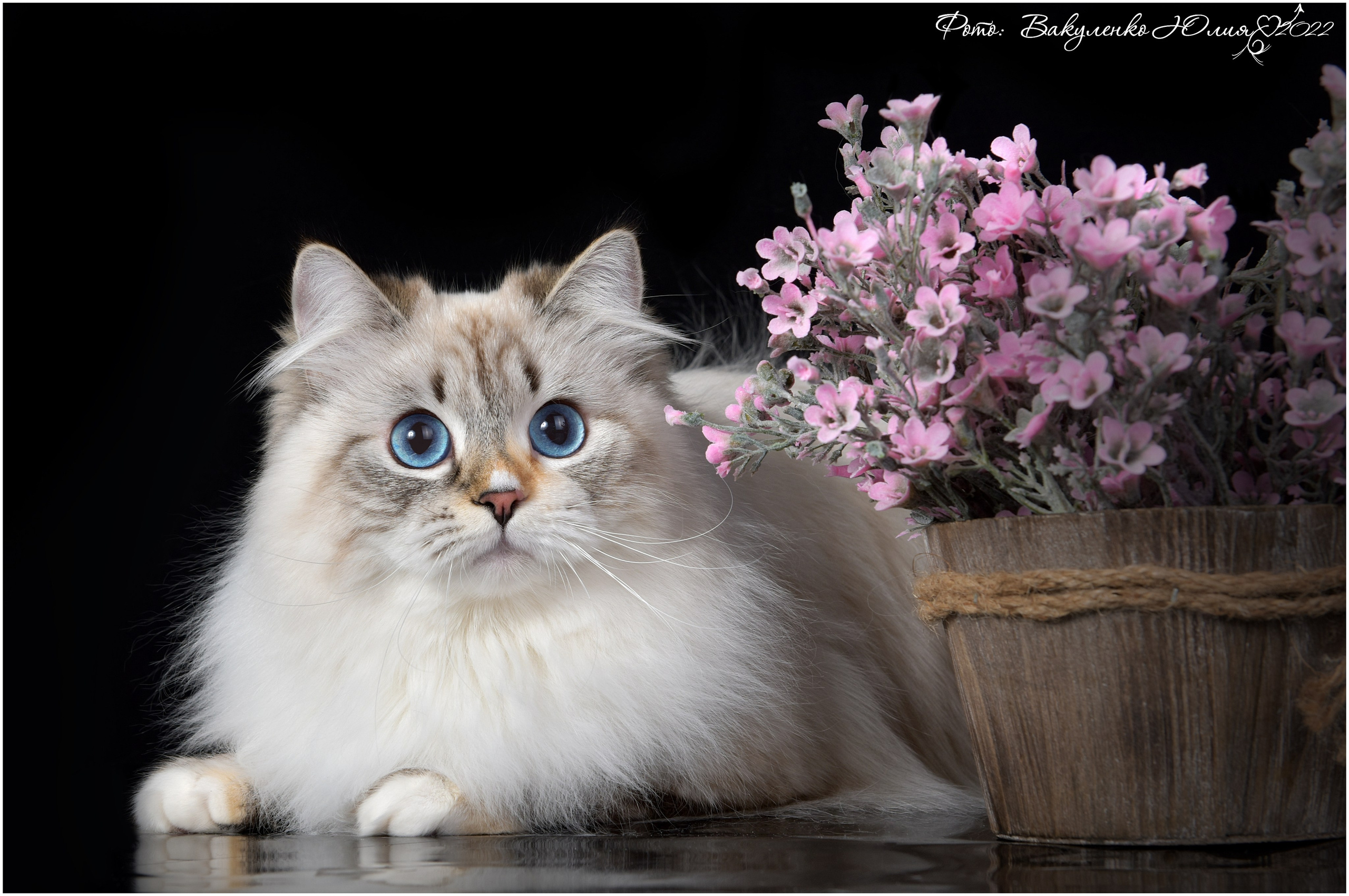 Взрослые. Фотограф анималист | семейный Юлия Вакуленко, г. Краснодар