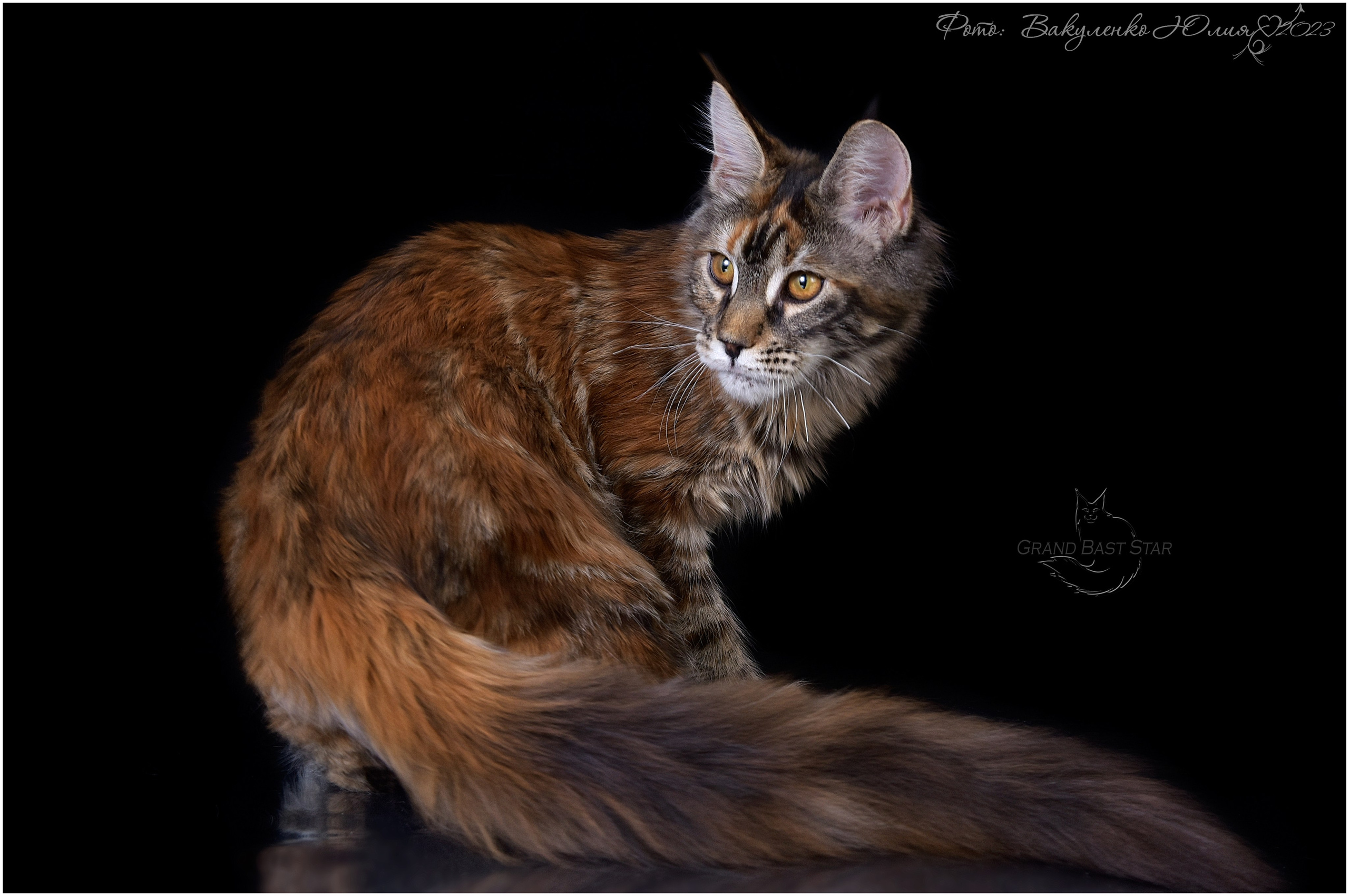 Взрослые. Фотограф анималист | семейный Юлия Вакуленко, г. Краснодар