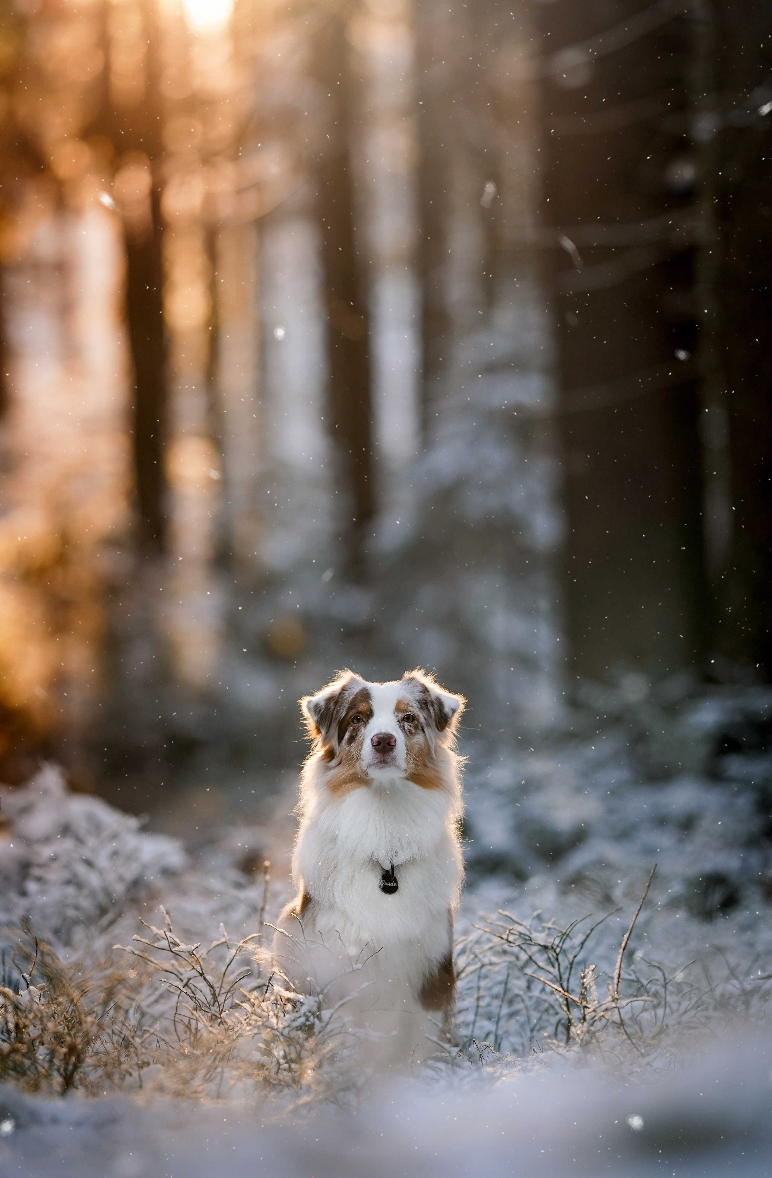 Панда зимний лес. Фотограф-анималист в Санкт-Петербурге Яна Мартынова