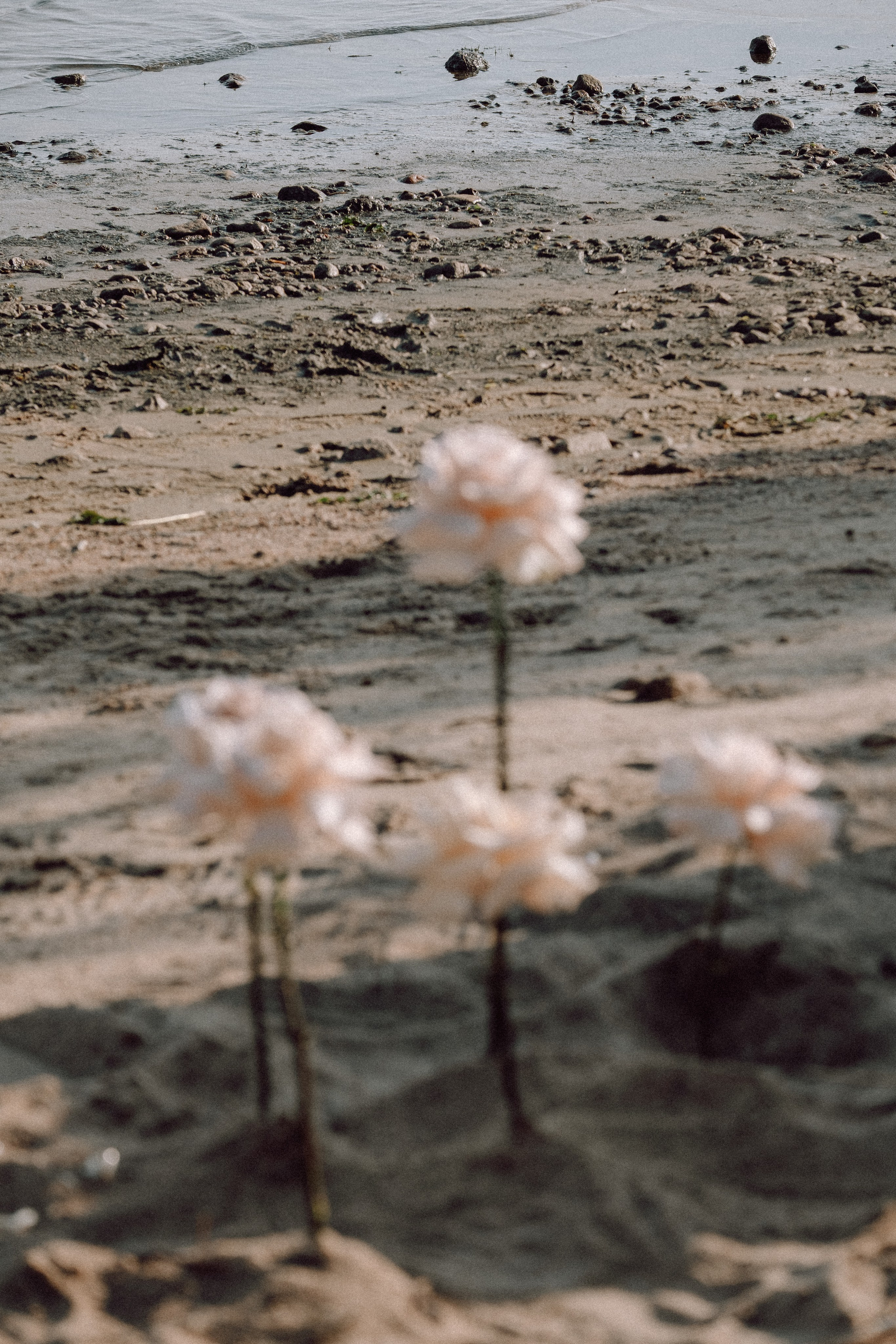 СВАДЕБНАЯ ФОТОСЕССИЯ ВЫЕЗДНОЙ ЦЕРЕМОНИИ (ФИНСКИЙ ЗАЛИВ). Профессиональный фотограф, Санкт-Петербург — Виктория Богомолова