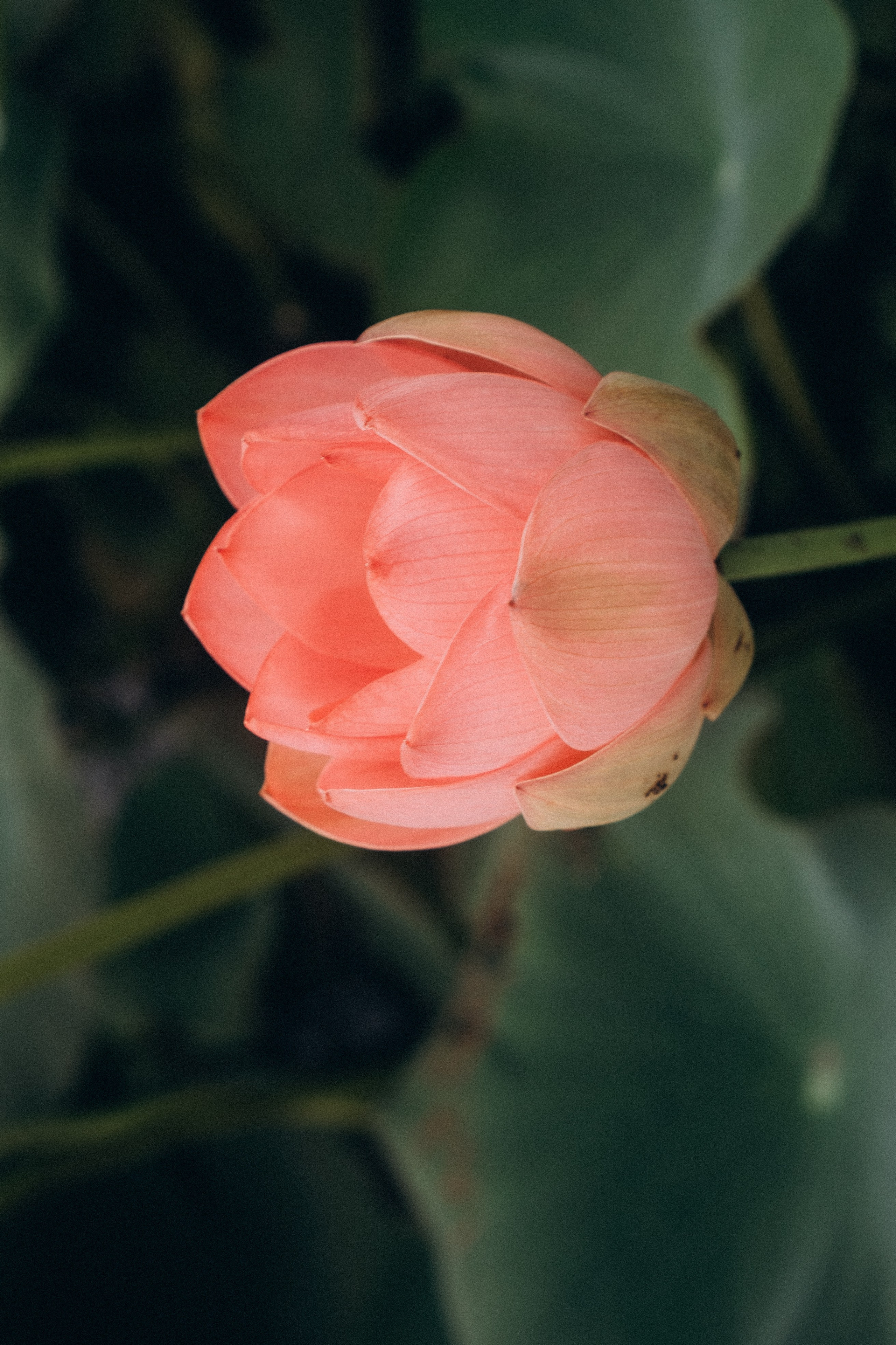 ЛОТОСОВАЯ ПОЛЯНА. Профессиональный фотограф, Санкт-Петербург — Виктория Богомолова