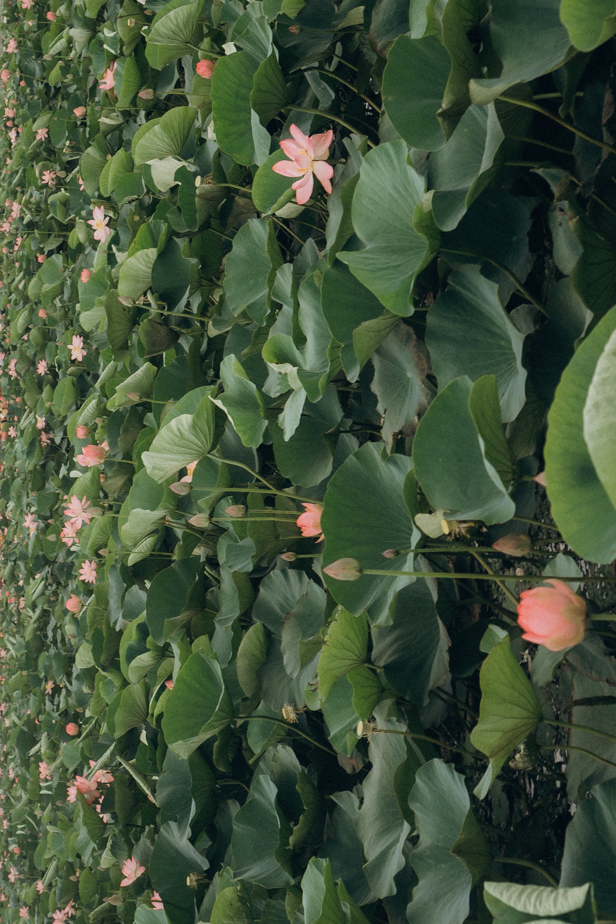 ЛОТОСОВАЯ ПОЛЯНА. Профессиональный фотограф, Санкт-Петербург — Виктория Богомолова