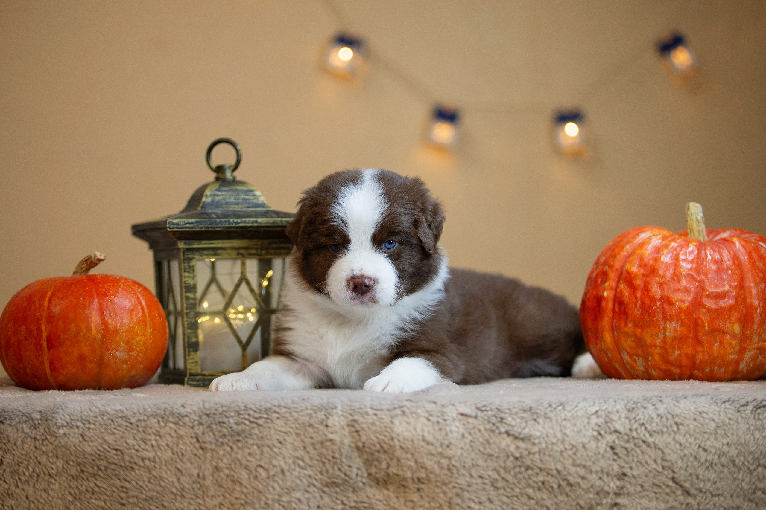 Заводчик Ольга Тутлова. Творческий фотограф Вологда