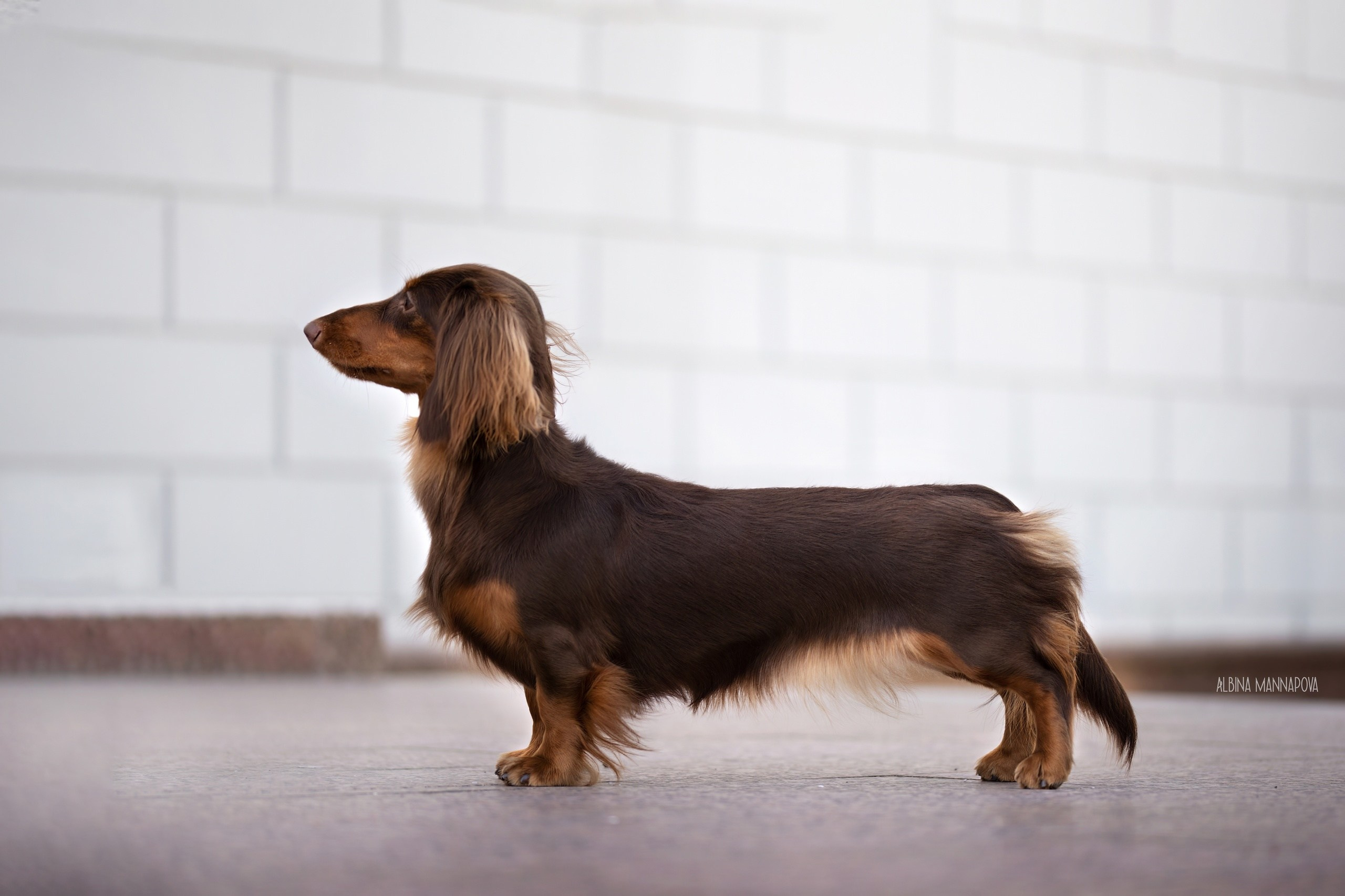 Собаки. FASHION ФОТОГРАФ КАЗАНЬ