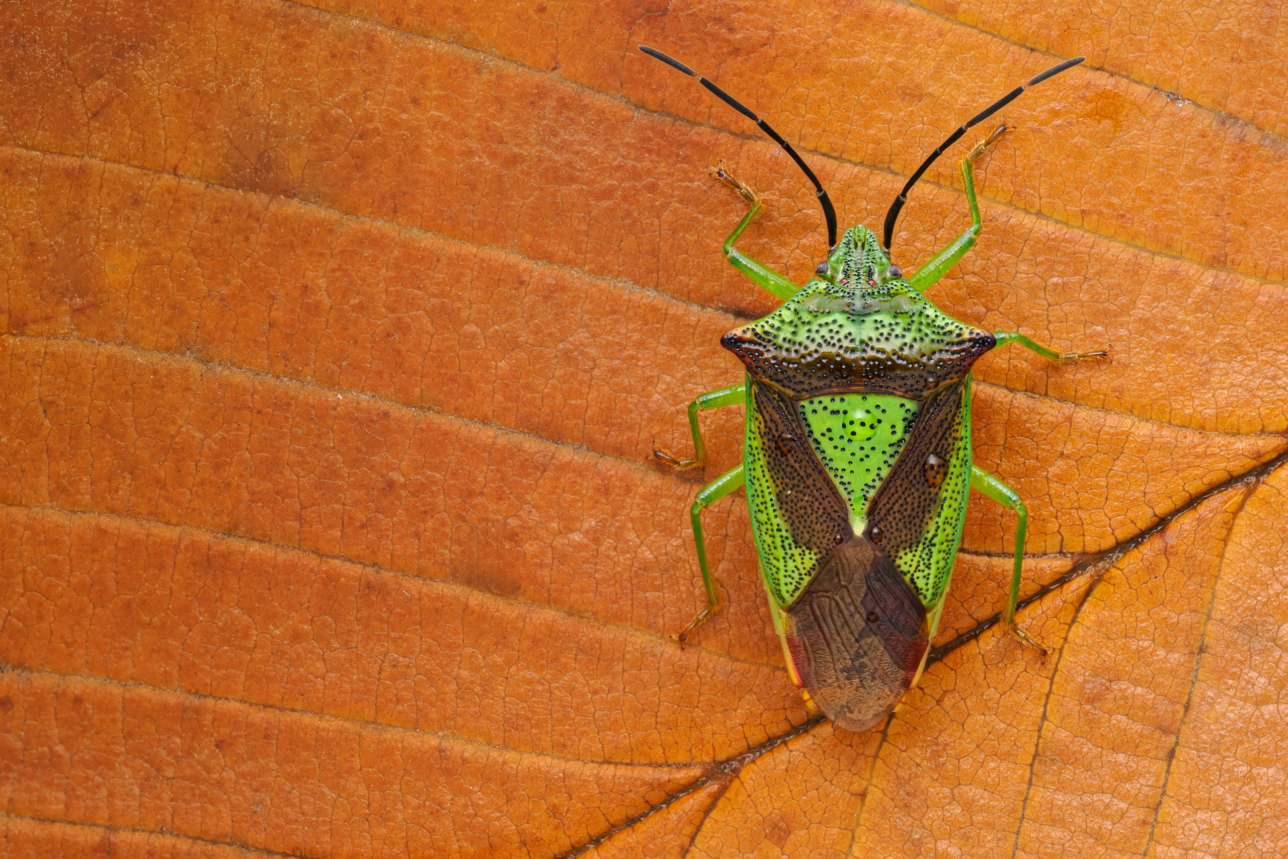 Килевик лиственный