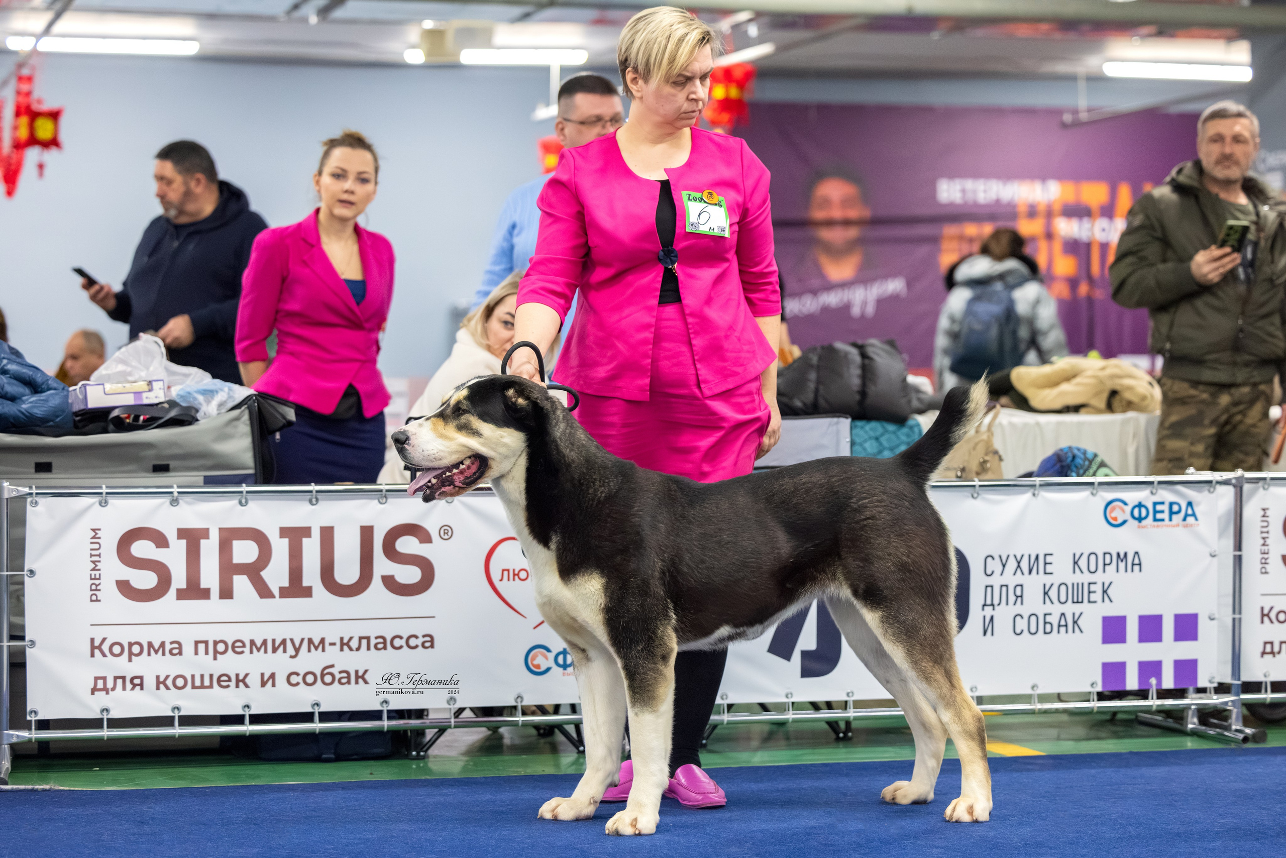 Сфера 08 и 10.03.2024 2хмоно ротвейлеров+2хмоно сао. Фотограф-анималист Юлия Германика
