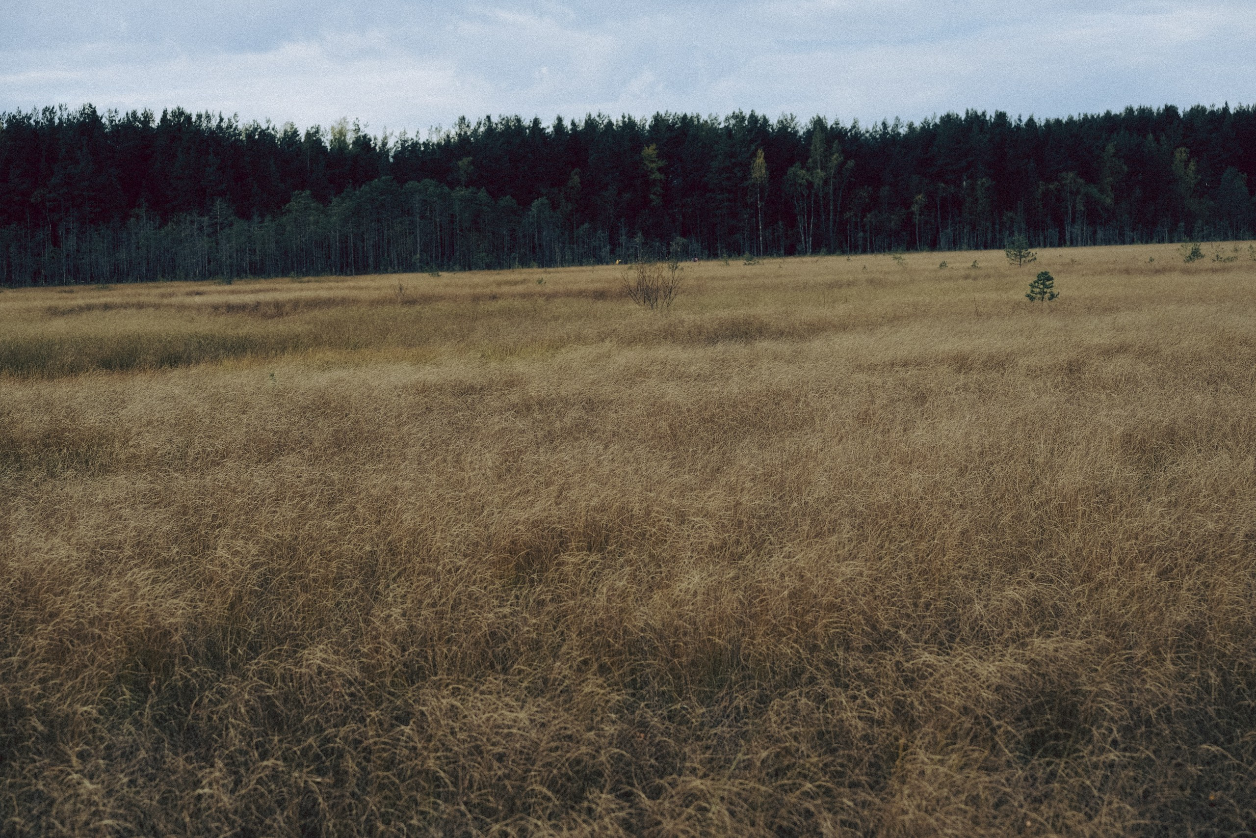 Осеняя прогулка. Профессиональный фотограф, Санкт-Петербург — Виктория Богомолова